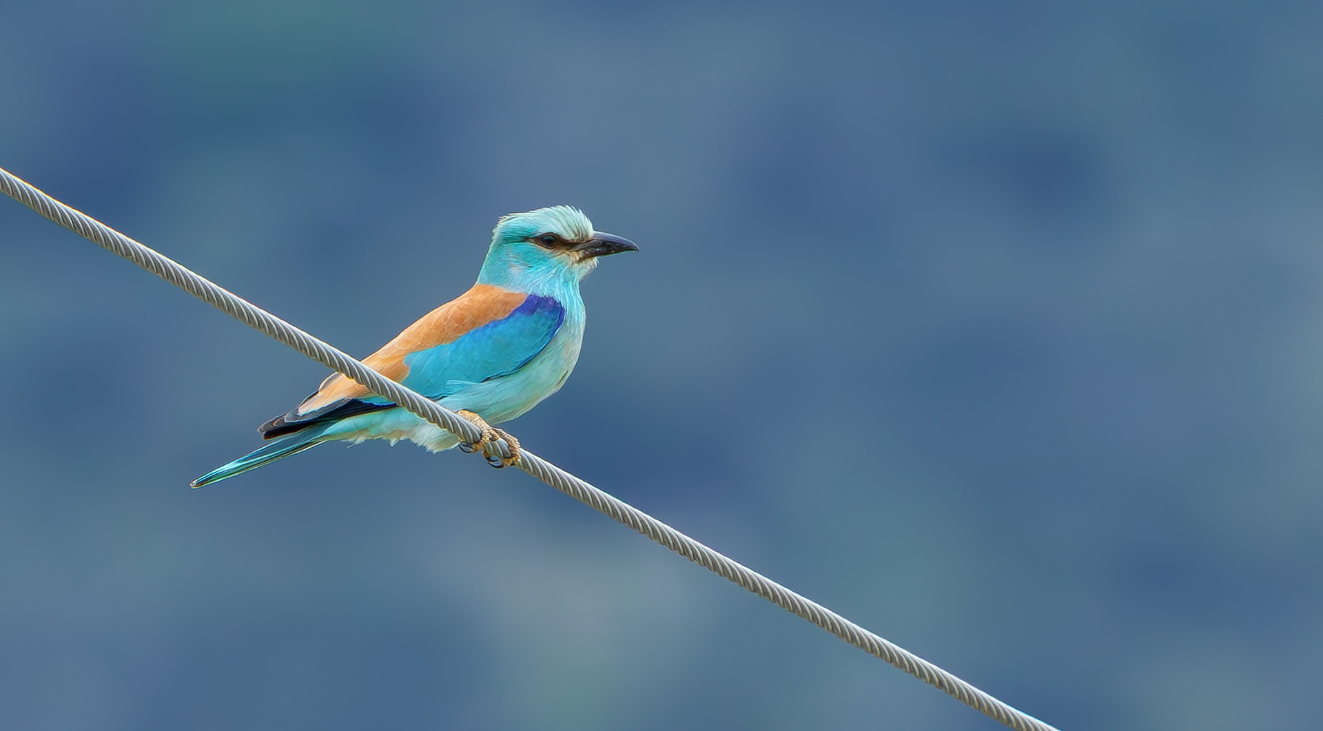 European Roller