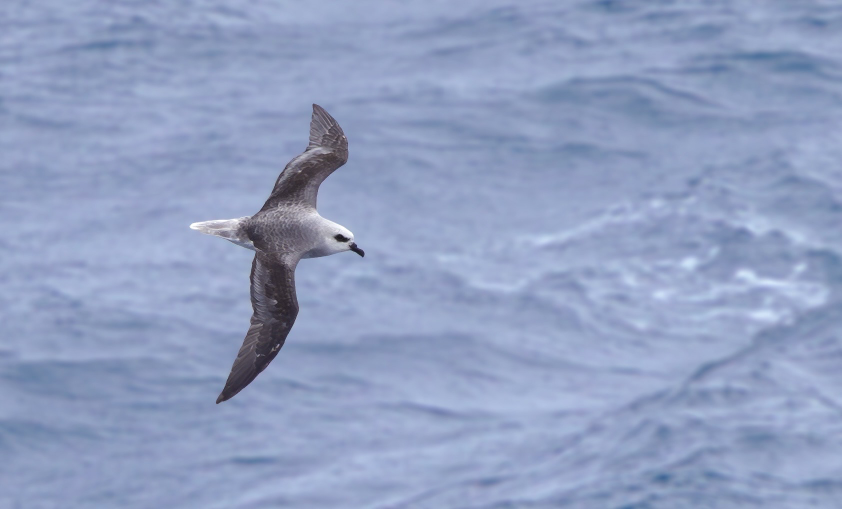 White-headed Petrel
