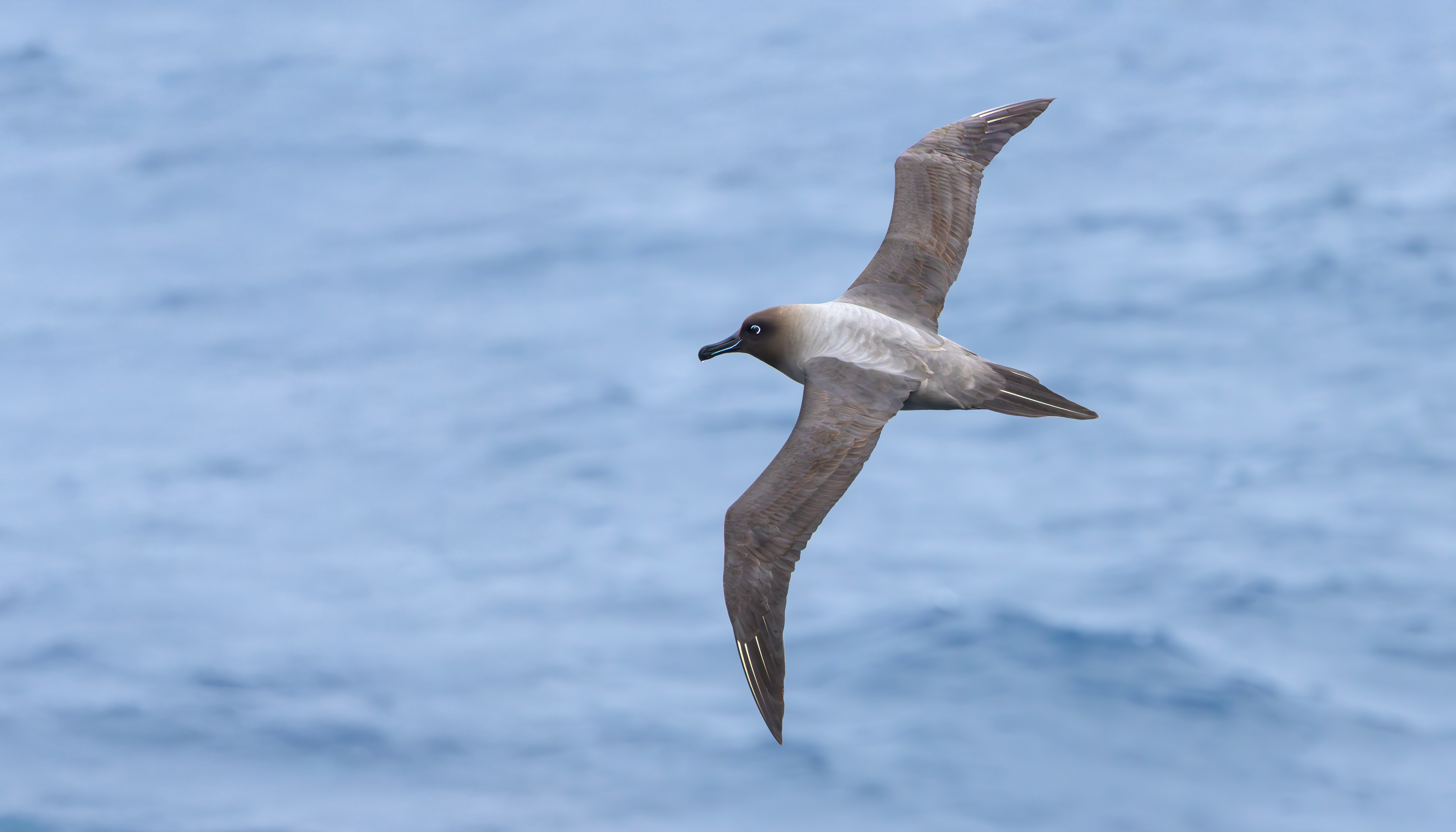 Light-mantled Albatross
