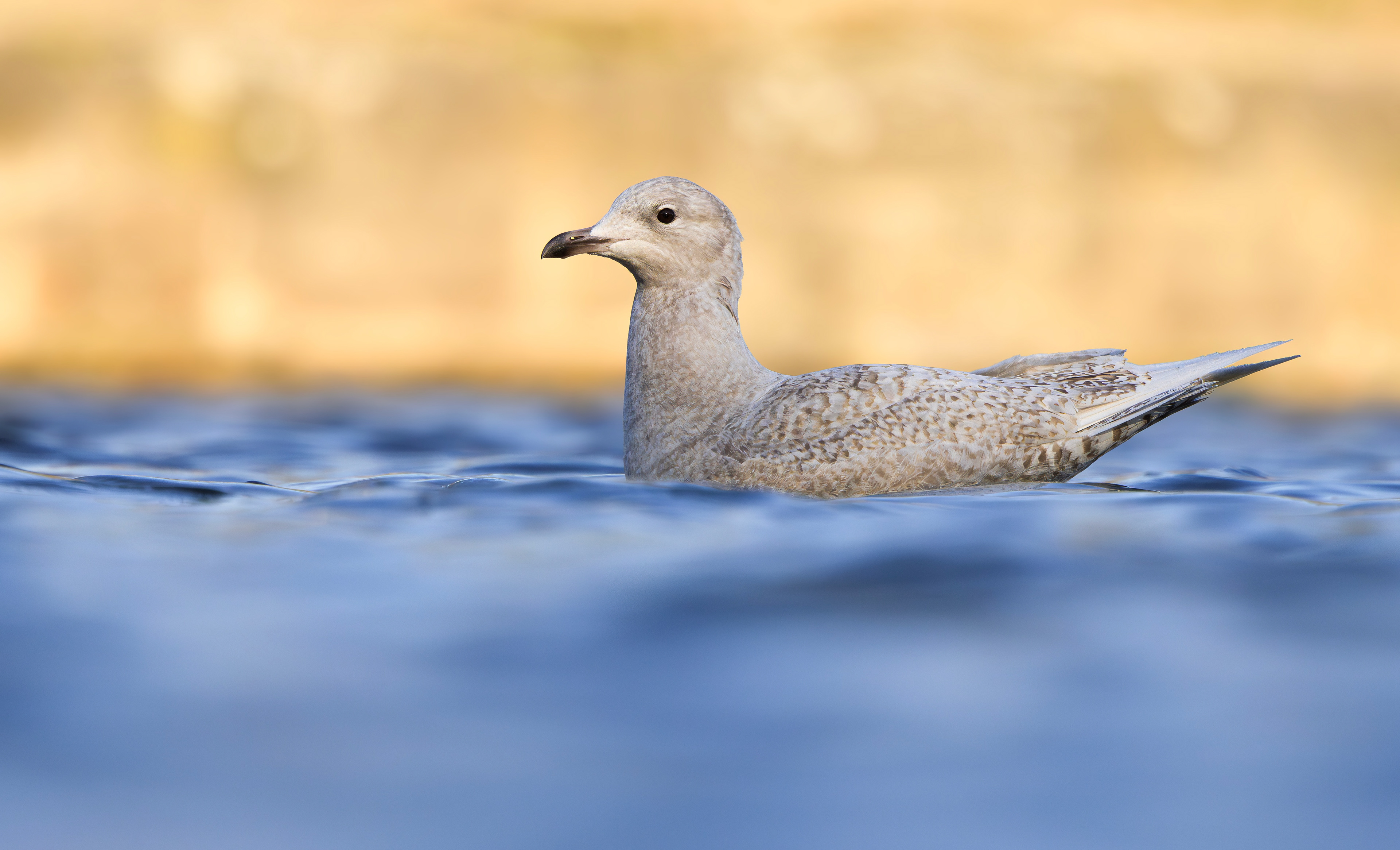 Iceland Gull, Roundhay Park, Leeds
