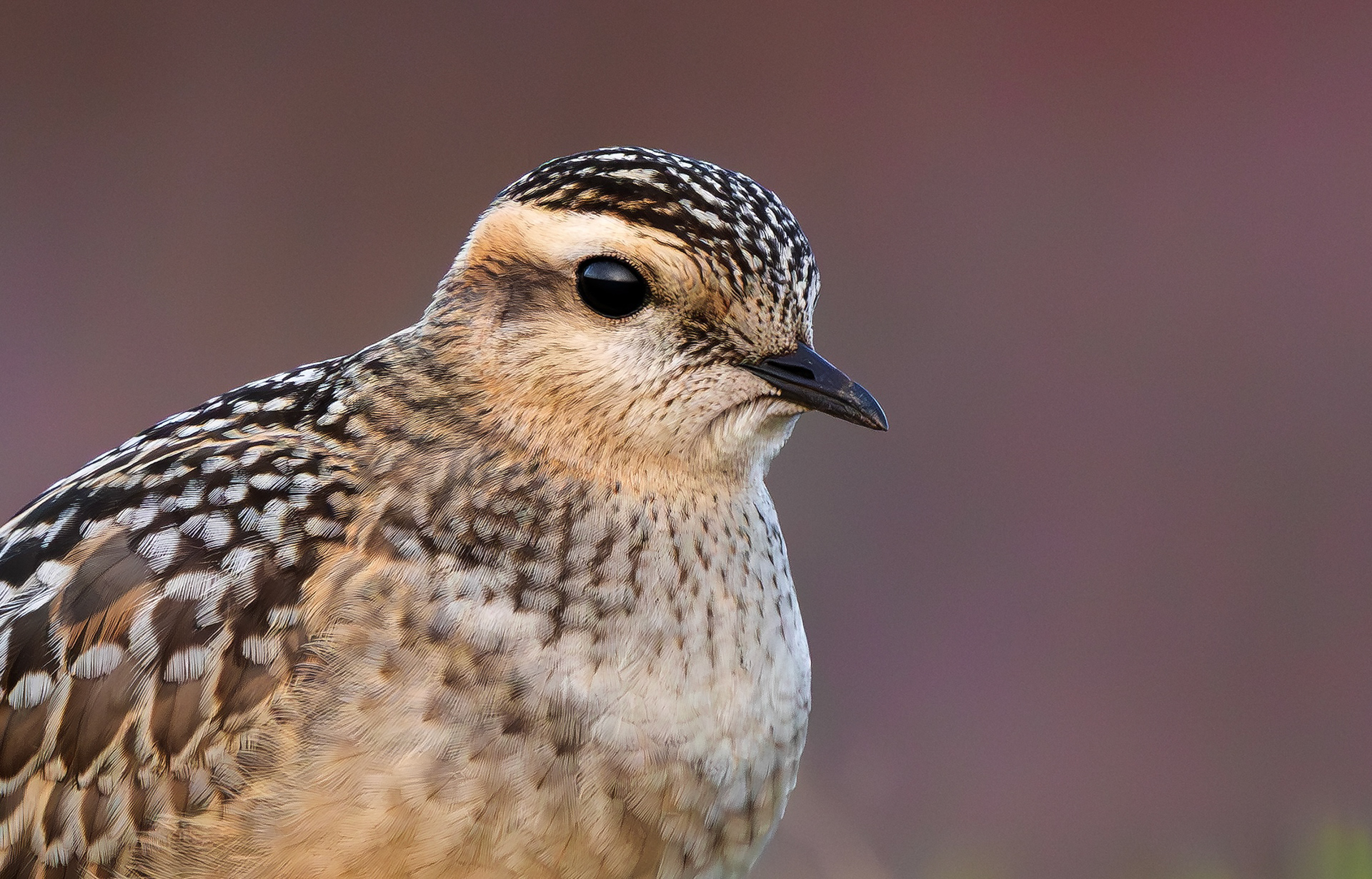 Eurasian Dotterel, Burbage Moor, South Yorkshire