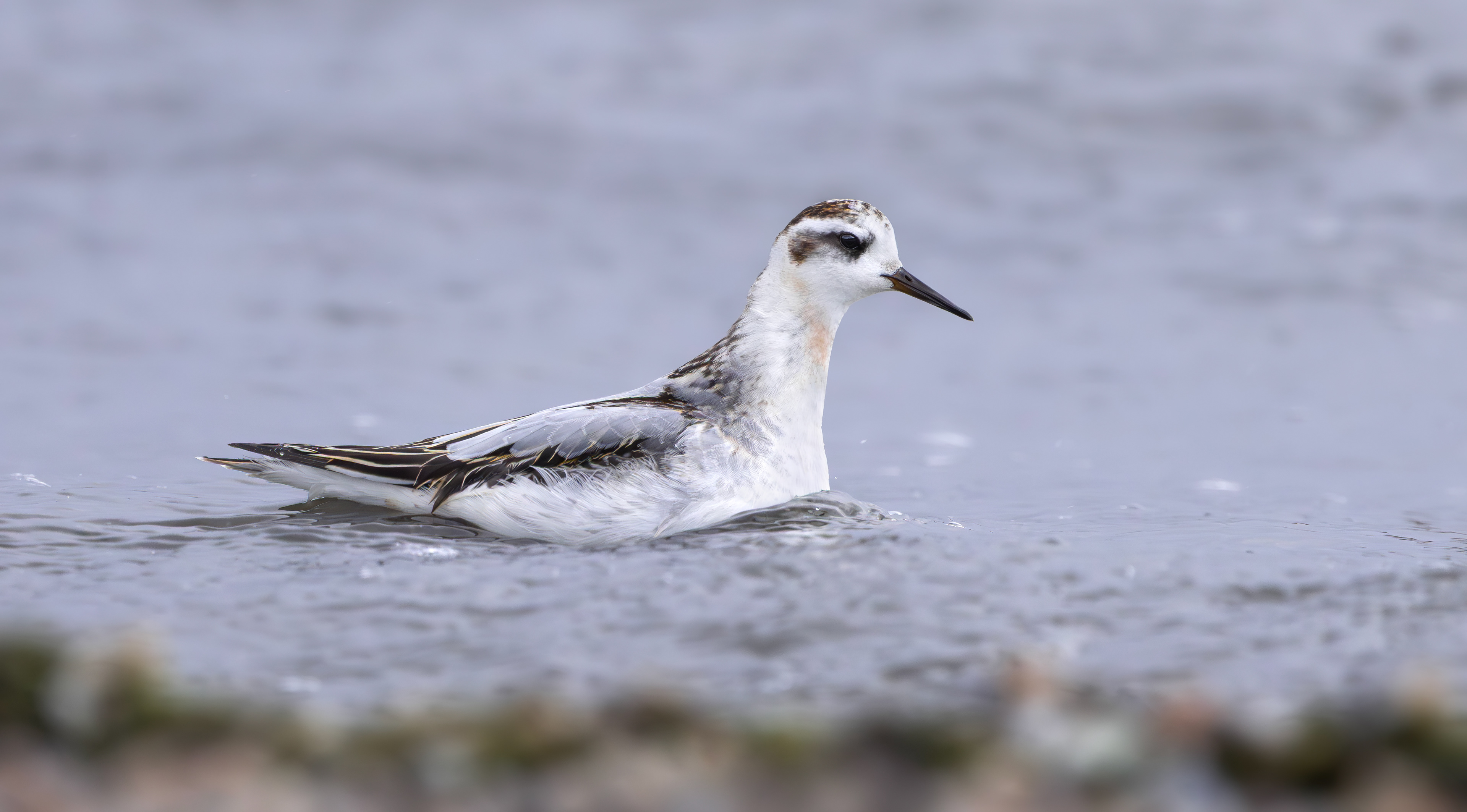 Grey Phalarope, Rutland Water, Leicestershire & Rutland