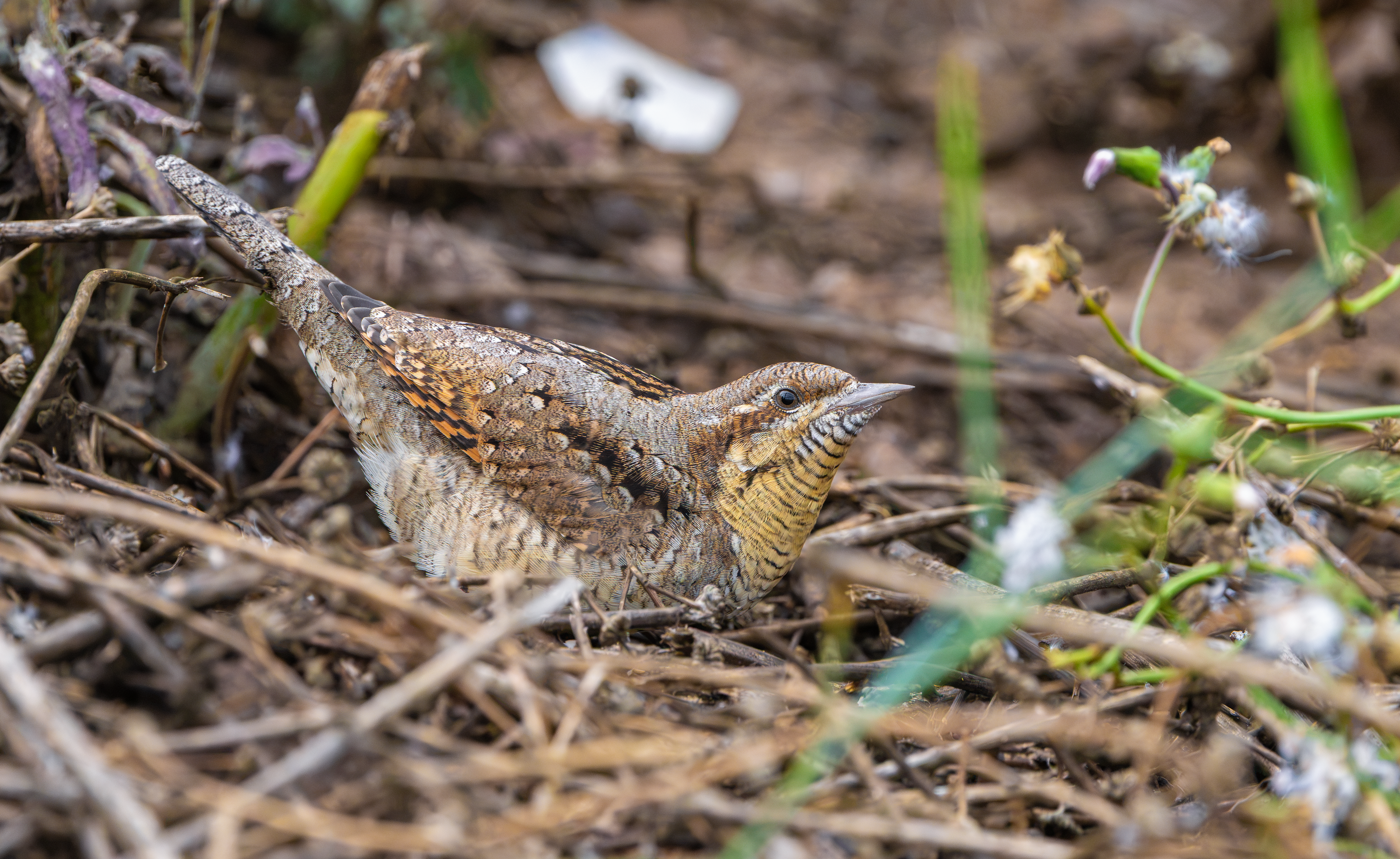 Wryneck, Freiston Shore RSPB, Lincolnshire