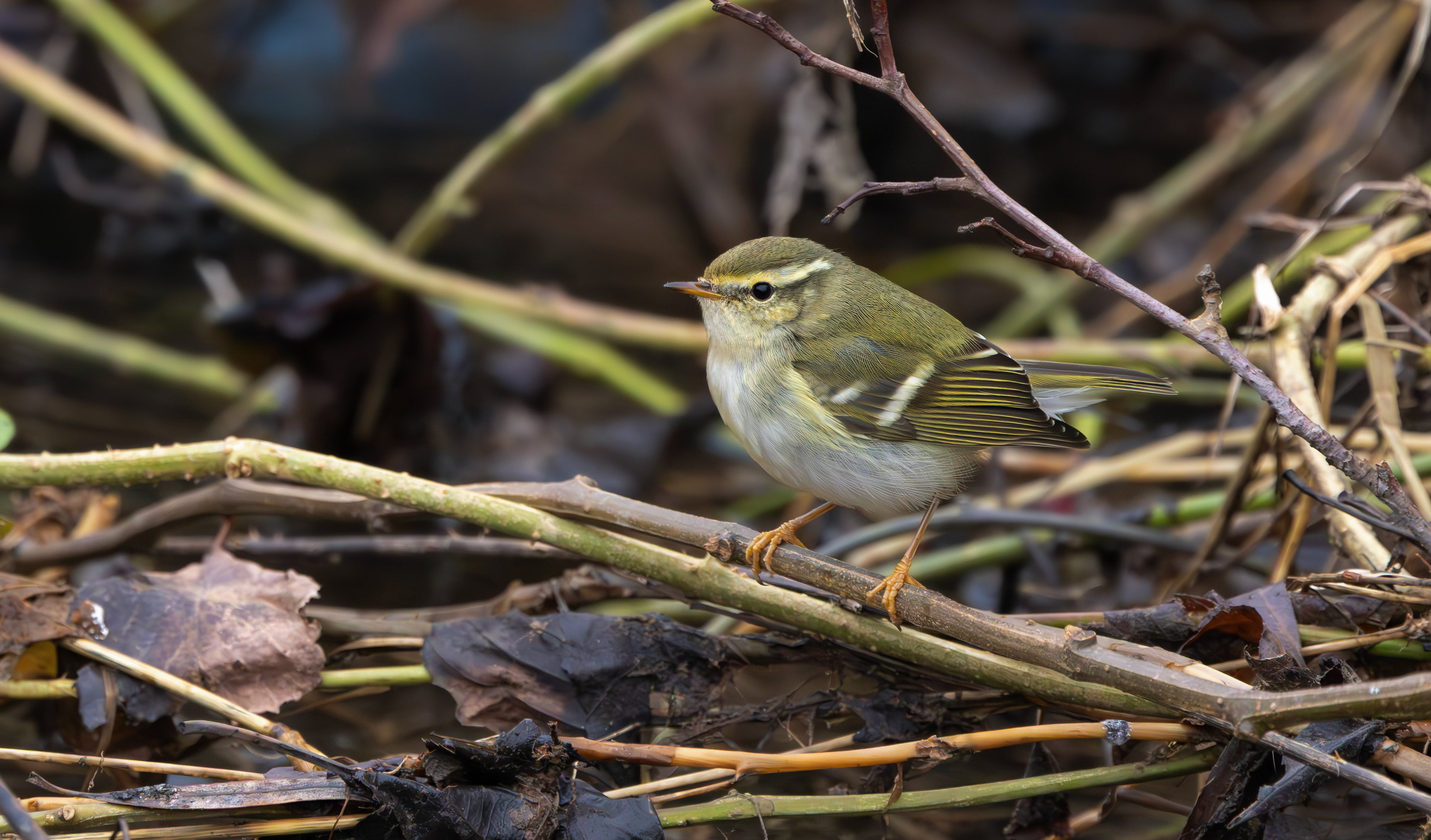Yellow-browed Warbler, Hurley, Warwickshire