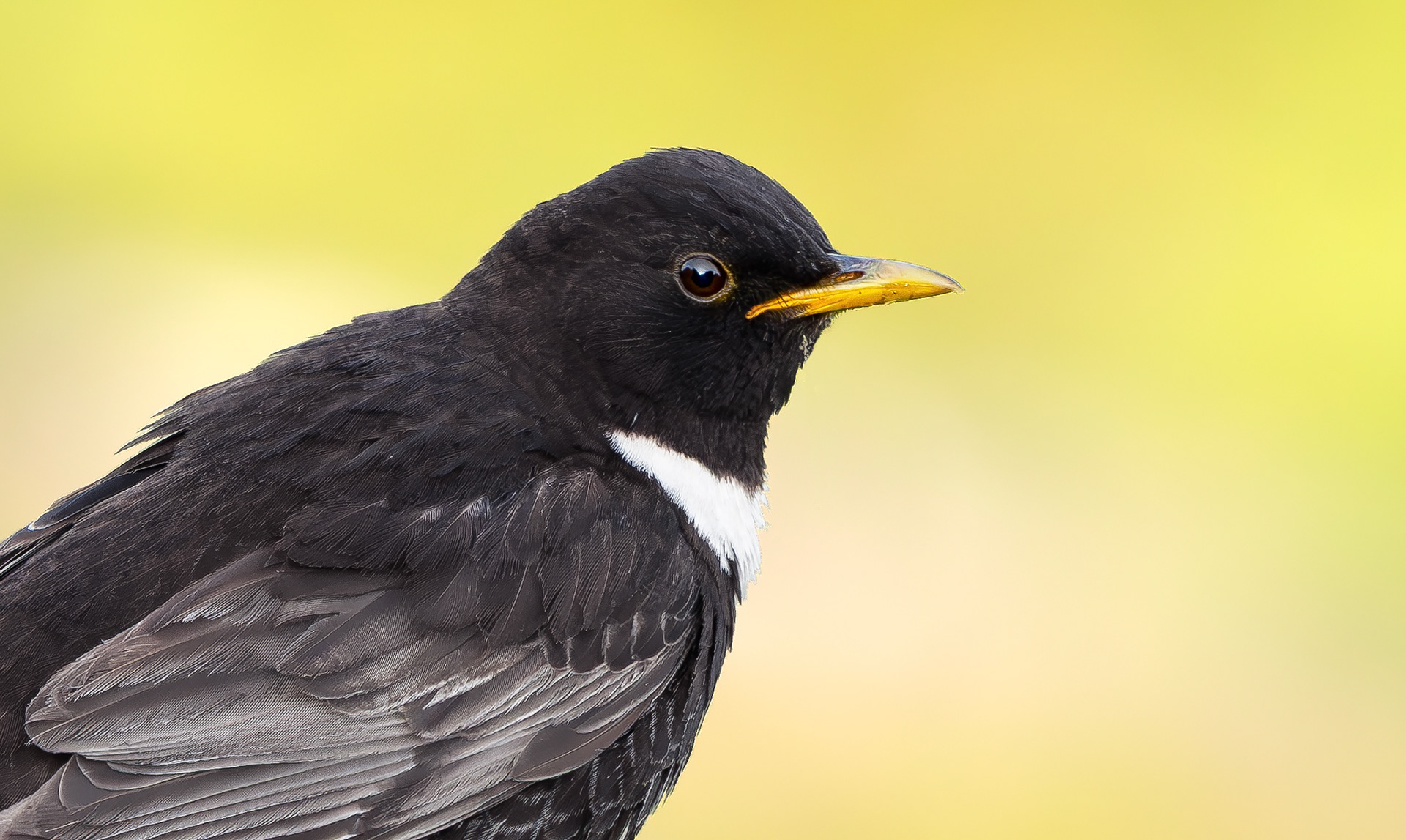 Ring Ouzel, Peak District