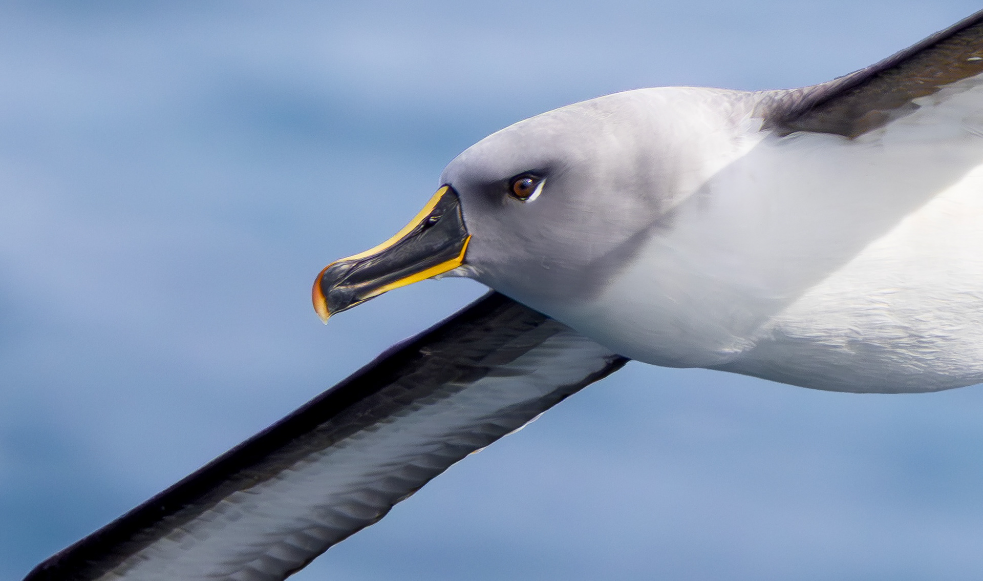 Grey-headed Albatross