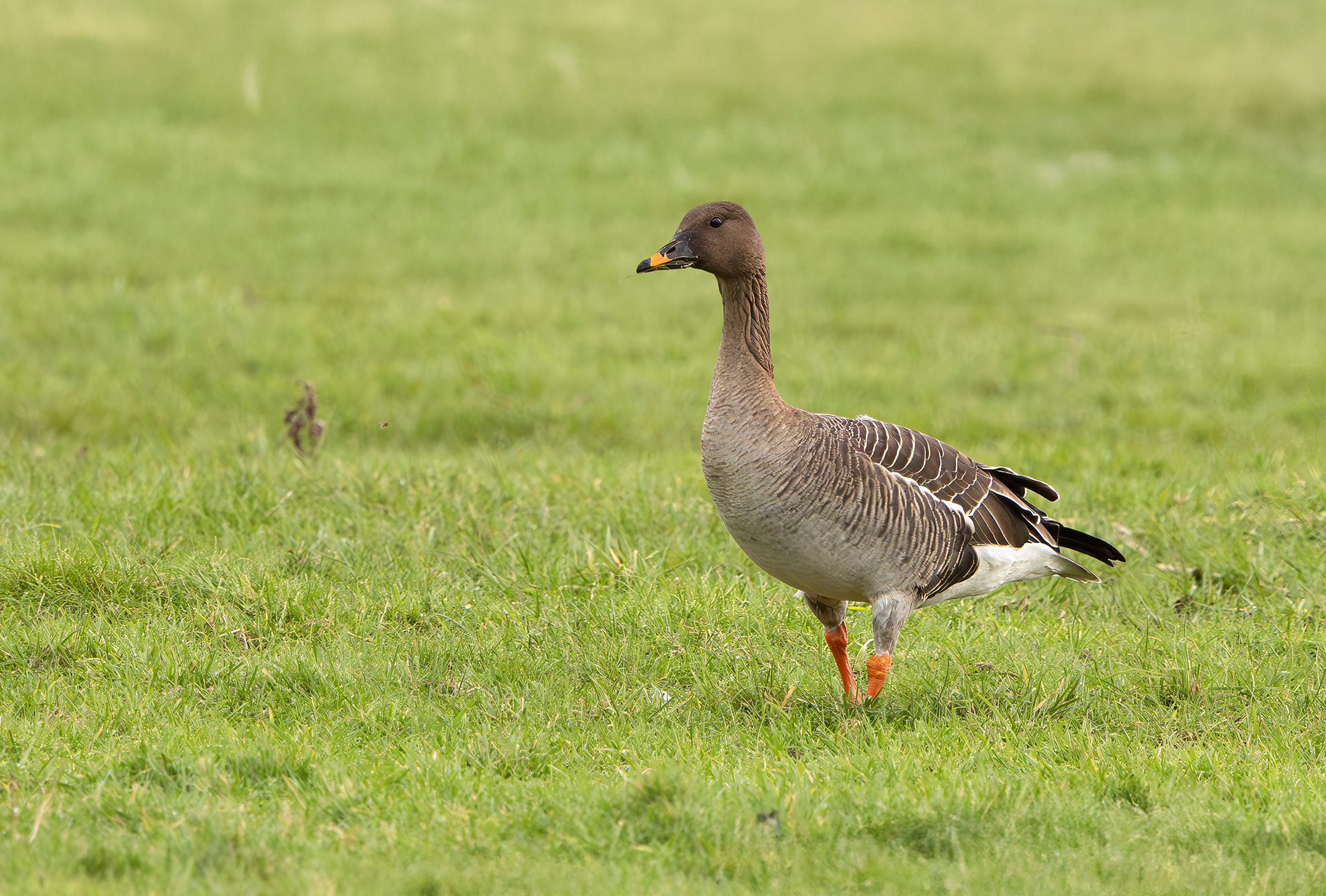 Tundra Bean Goose, Girton Pits, Nottinghamshire