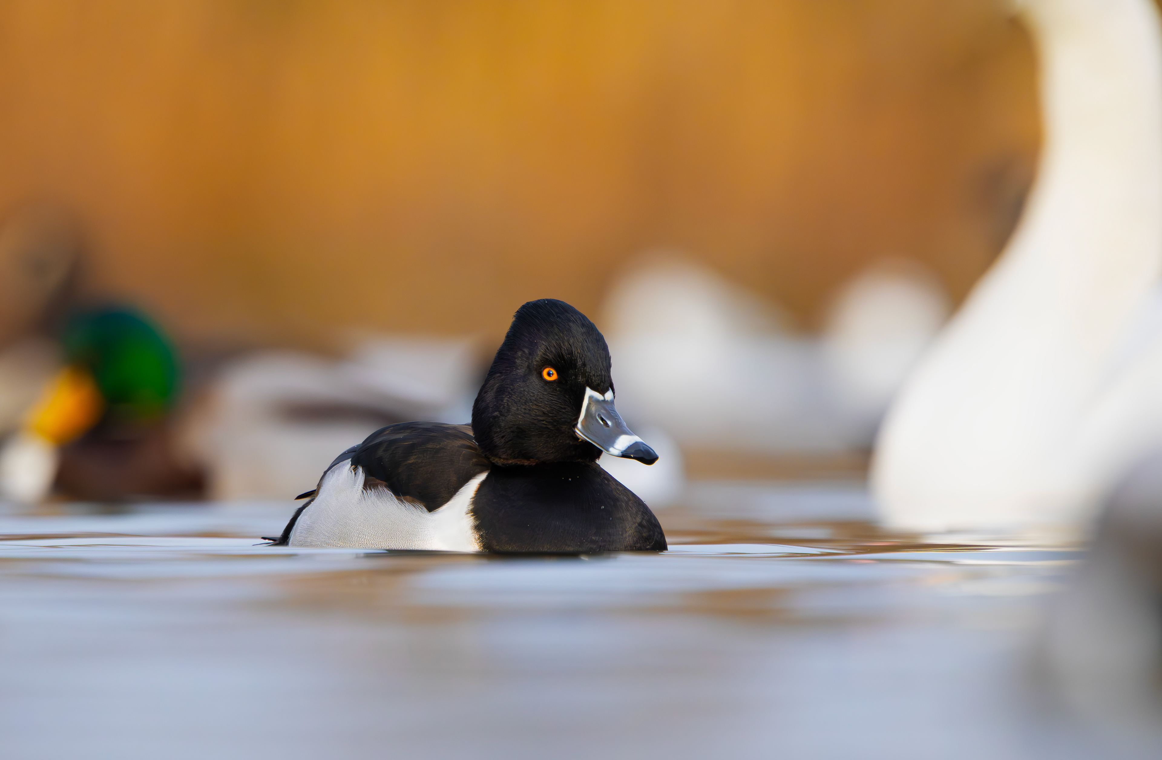 Ring-necked Duck, Straw's Bridge, Derbyshire
