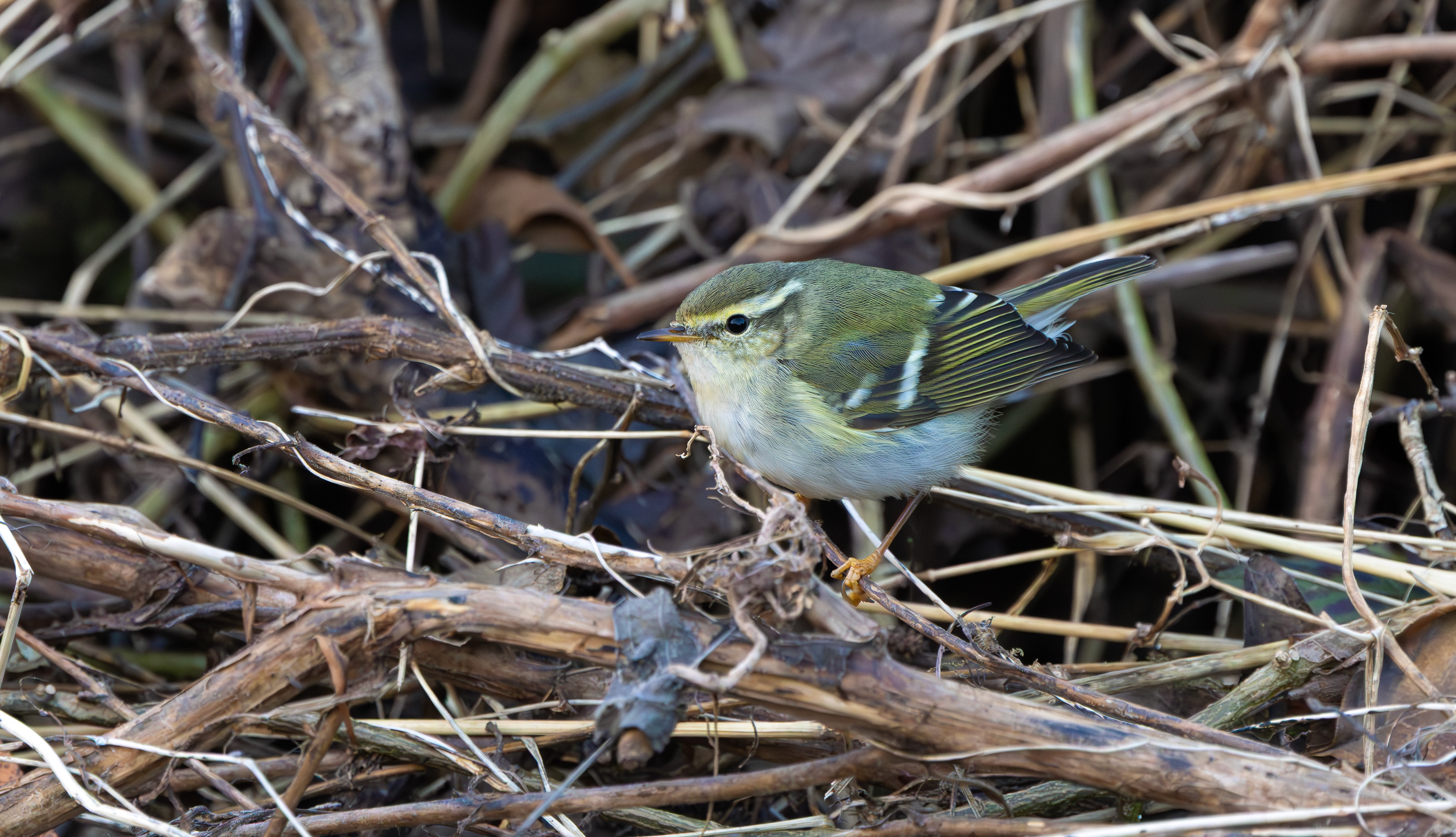 Yellow-browed Warbler, Hurley, Warwickshire