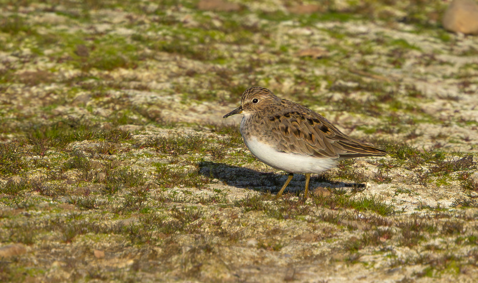 Temminck's Stint, Holme Pierrepont, Nottinghamshire