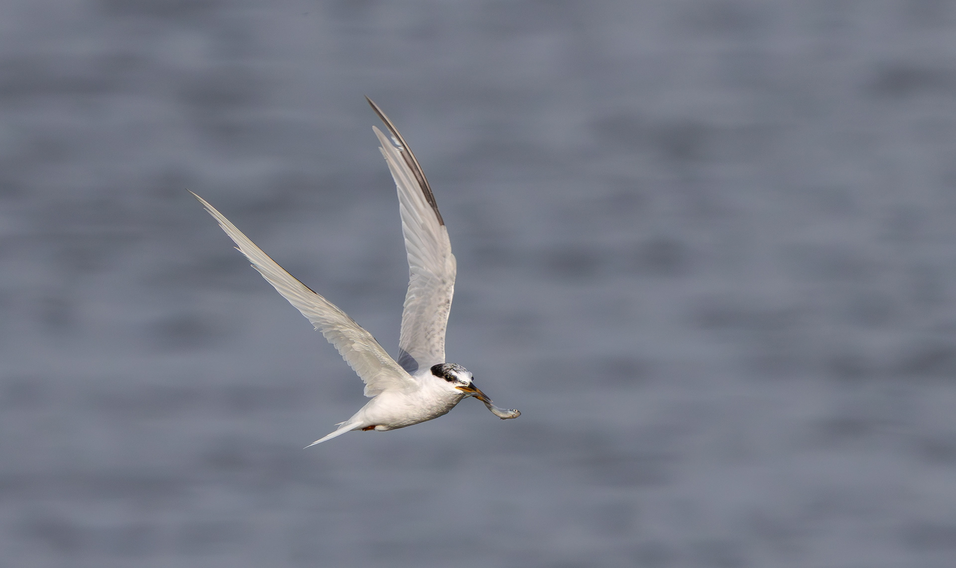 Little Tern, Holme Pierrepont, Nottinghamshire