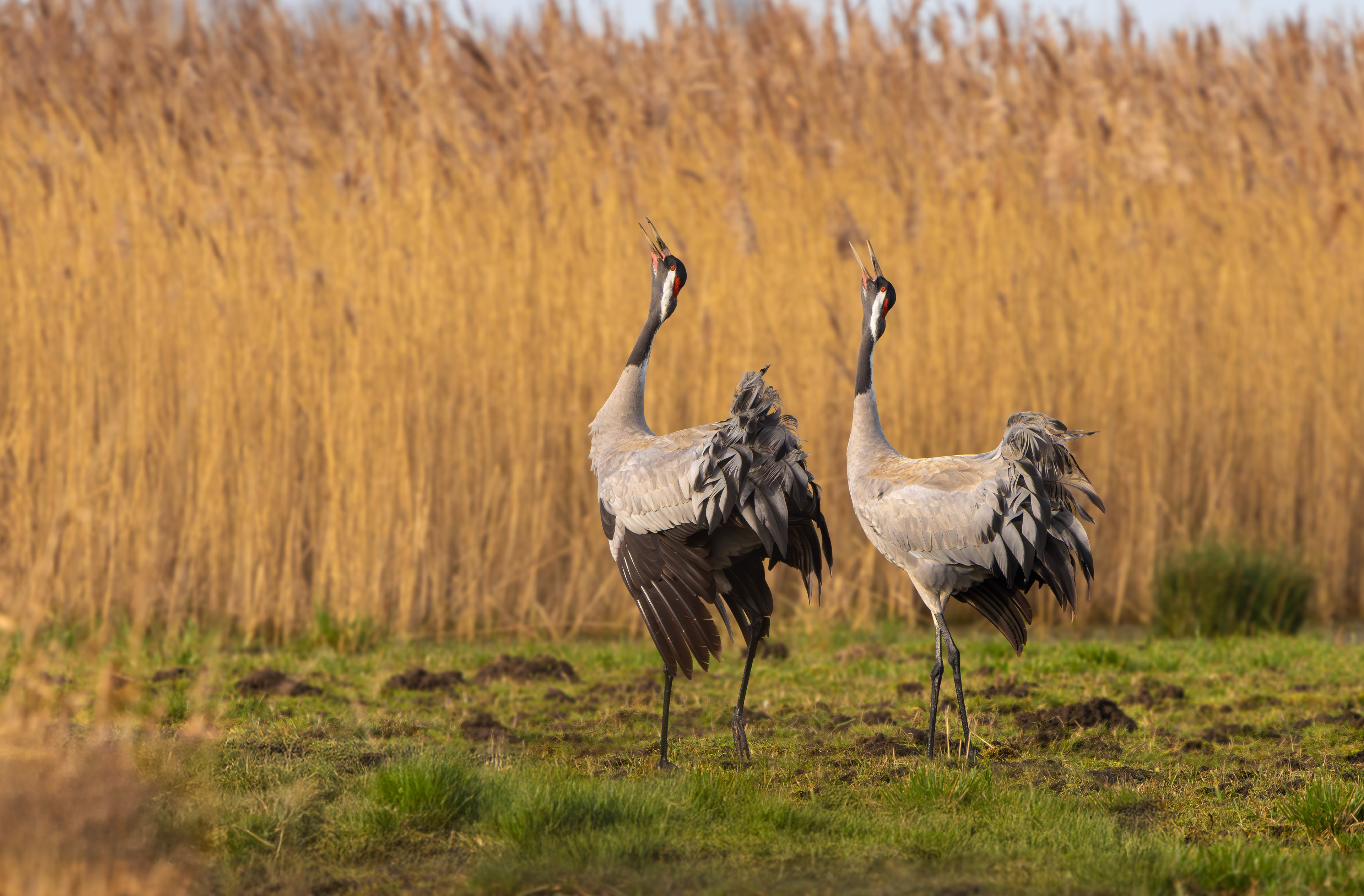 Common Cranes, Willow Tree Fen LWT, Lincolnshire