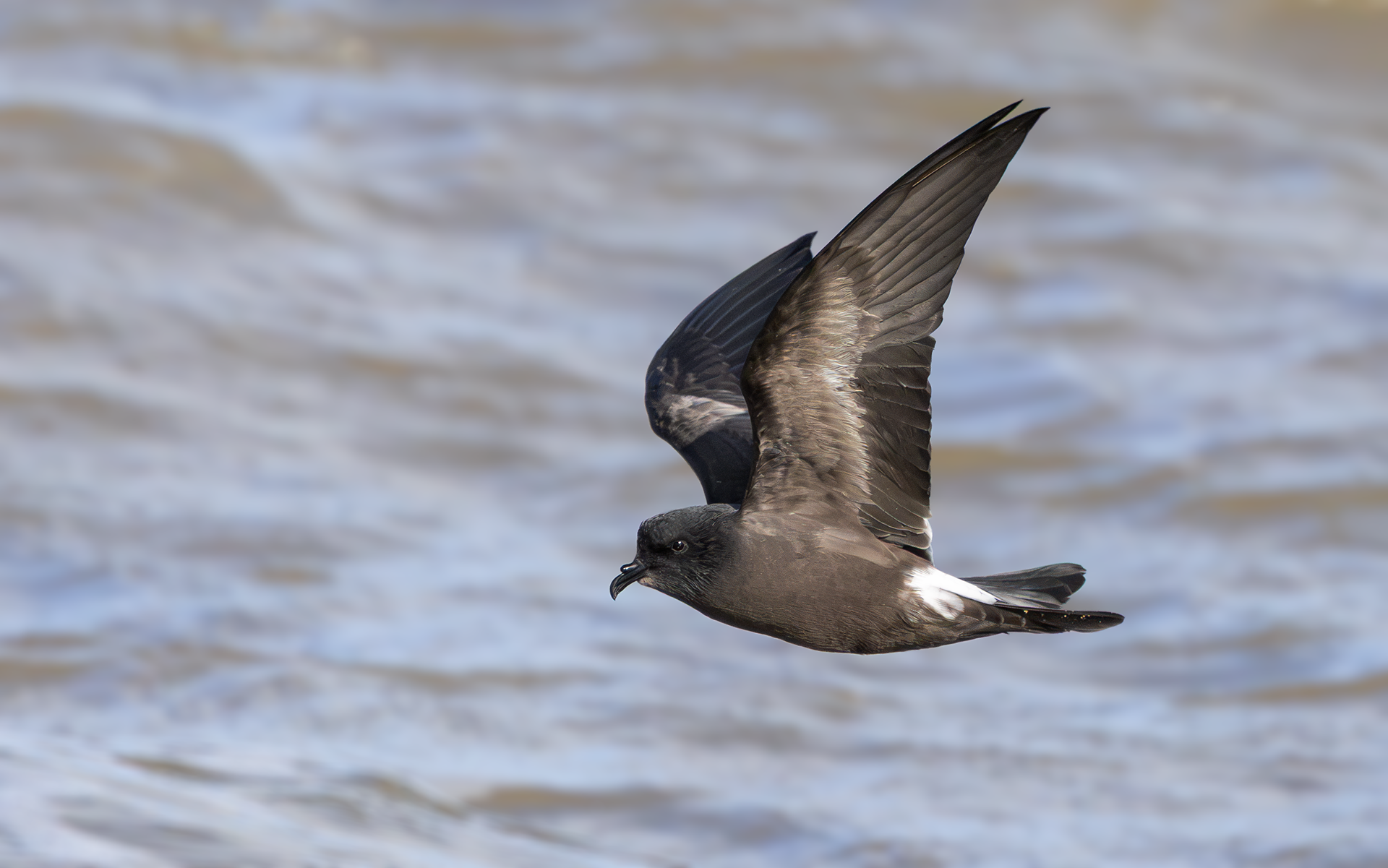 Leach's Storm Petrel, Wallasey, Cheshire