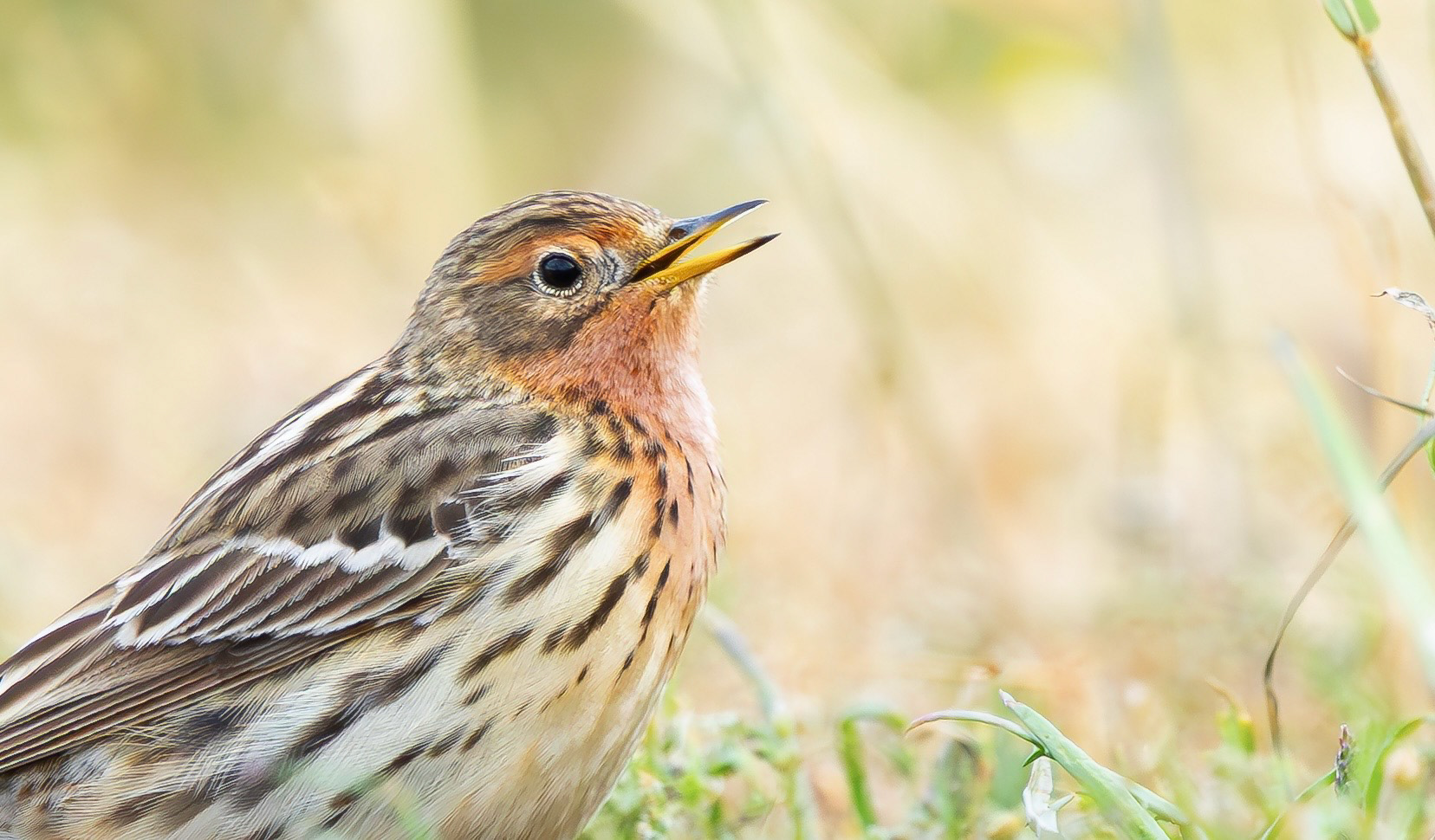 Red-throated Pipit