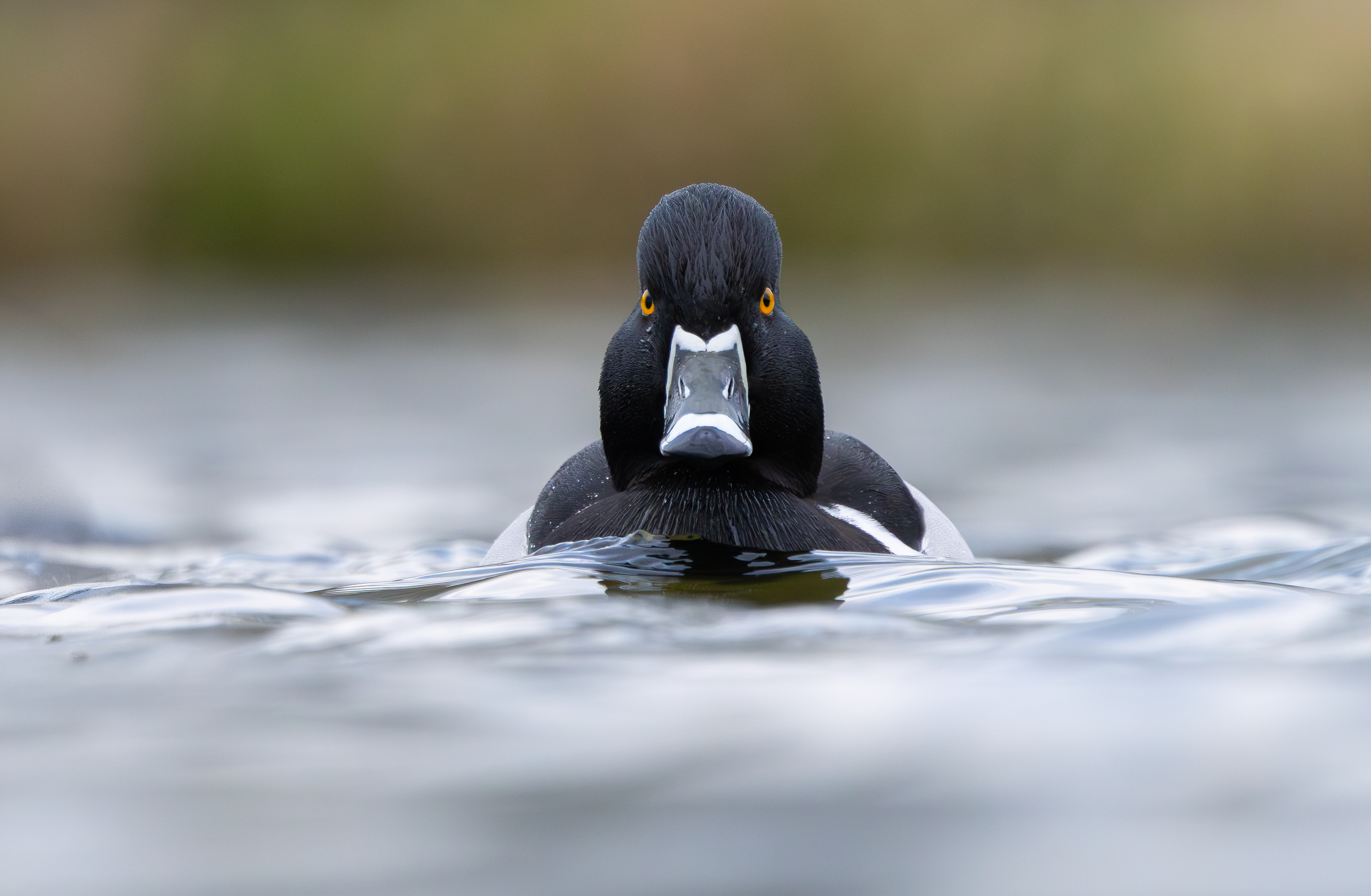 Ring-necked Duck, Codnor Park, Derbyshire