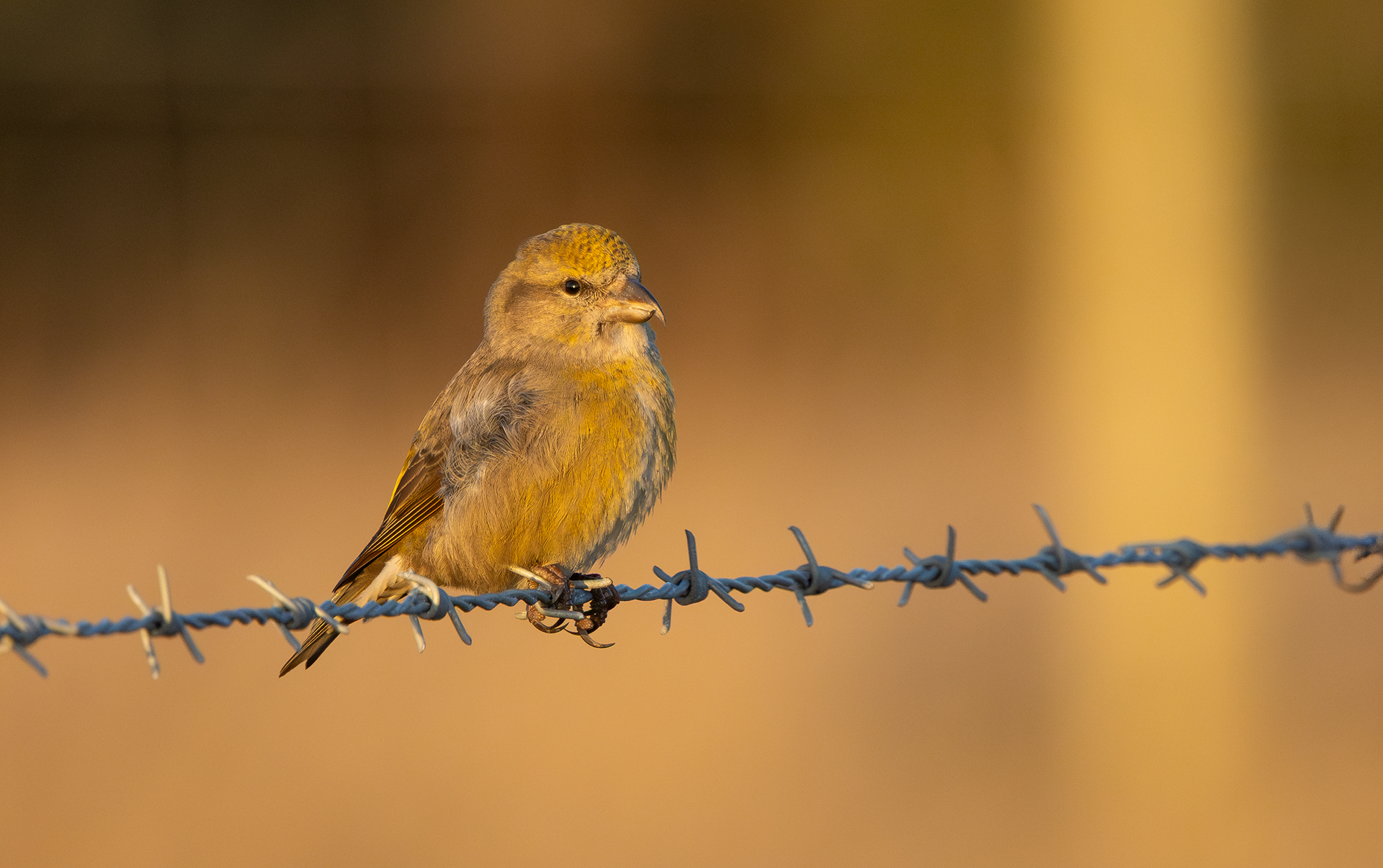 Common Crossbill, Nottinghamshire