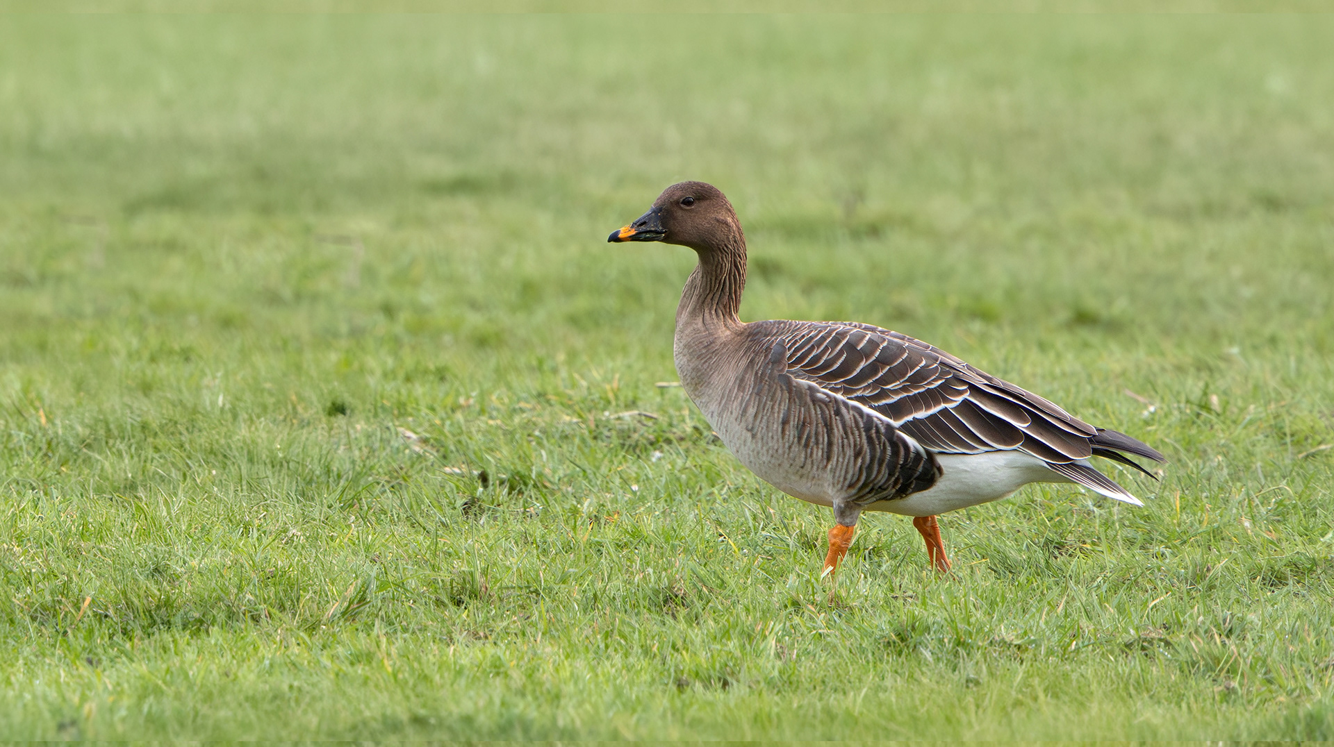 Tundra Bean Goose, Girton Pits, Nottinghamshire