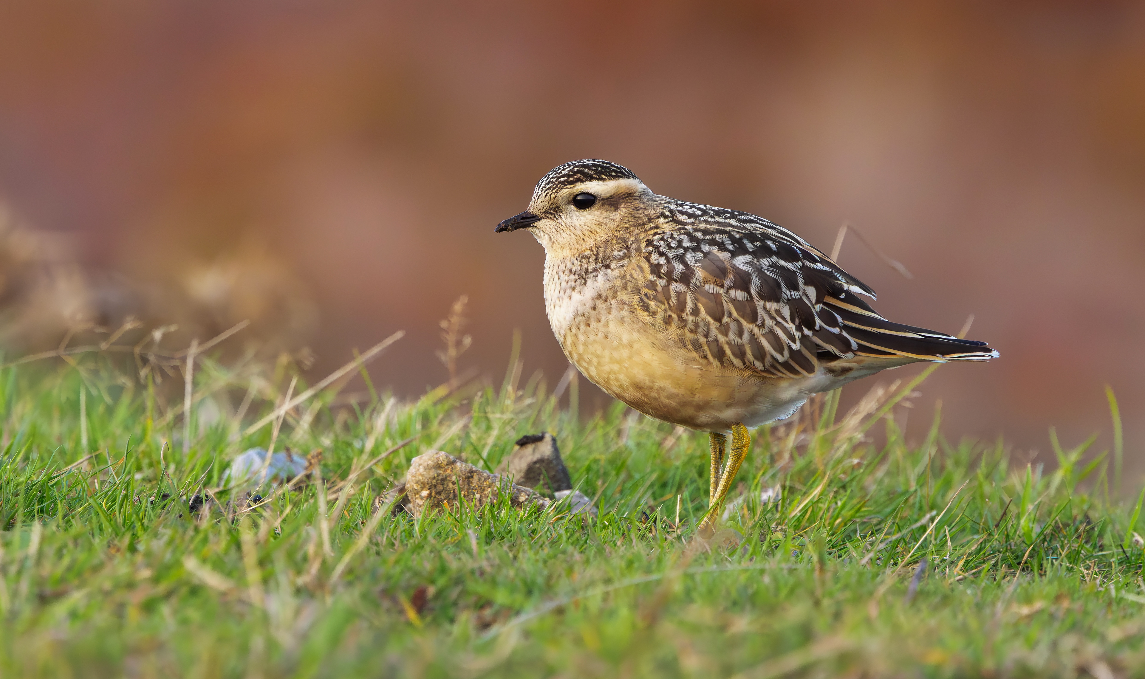 Eurasian Dotterel, Burbage Moor, South Yorkshire