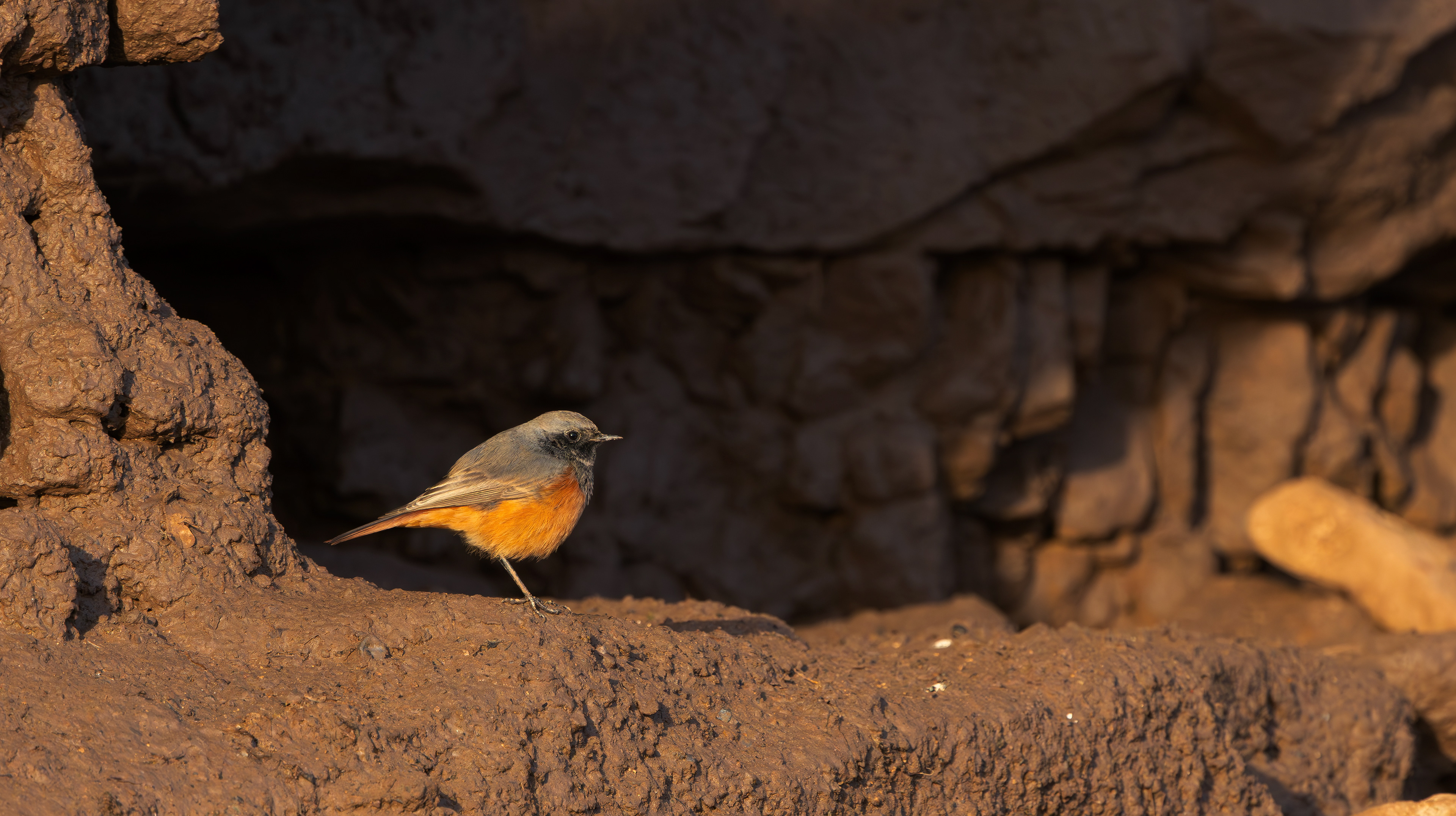 Eastern Black Redstart, Filey Brigg, North Yorkshire