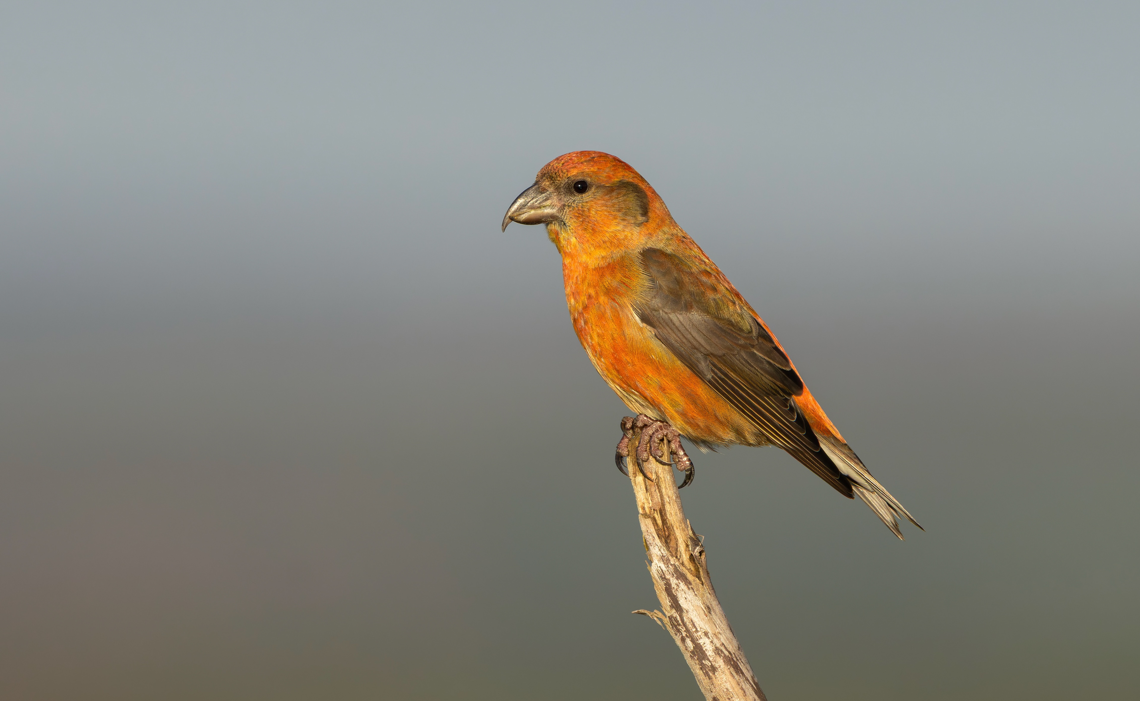 Common Crossbill, Nottinghamshire