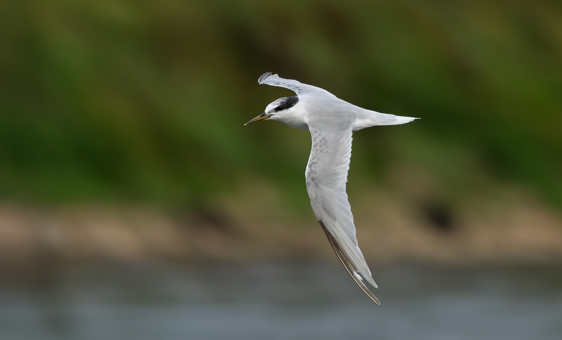 Little Tern, Holme Pierrepont, Nottinghamshire