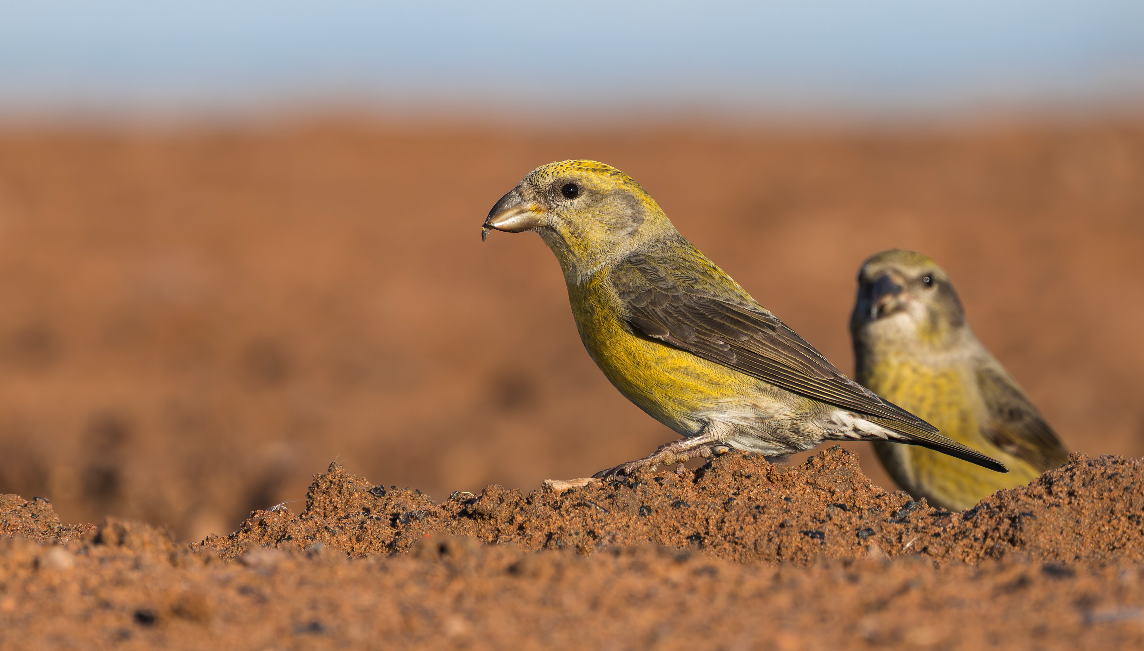 Common Crossbills, Nottinghamshire