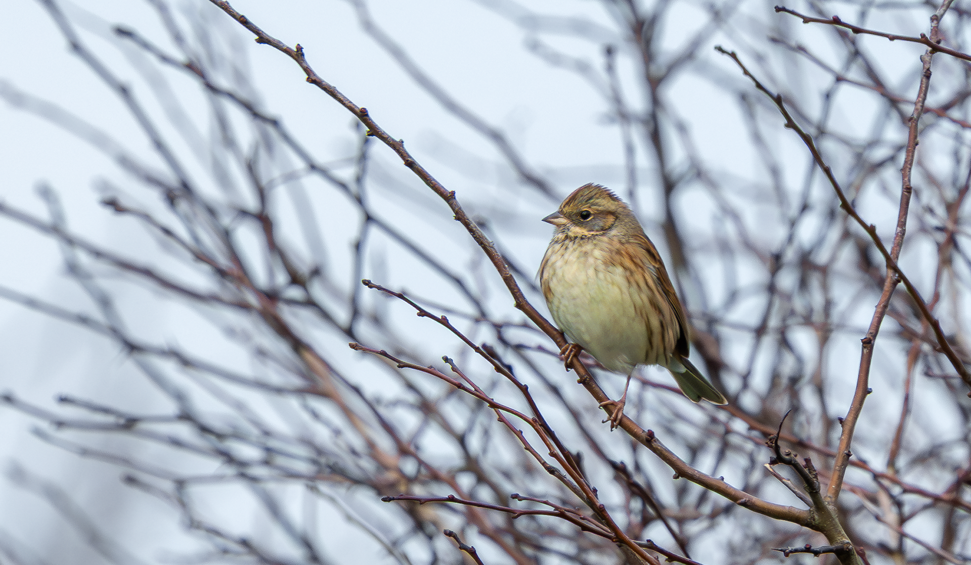 Black-faced Bunting, Texel
