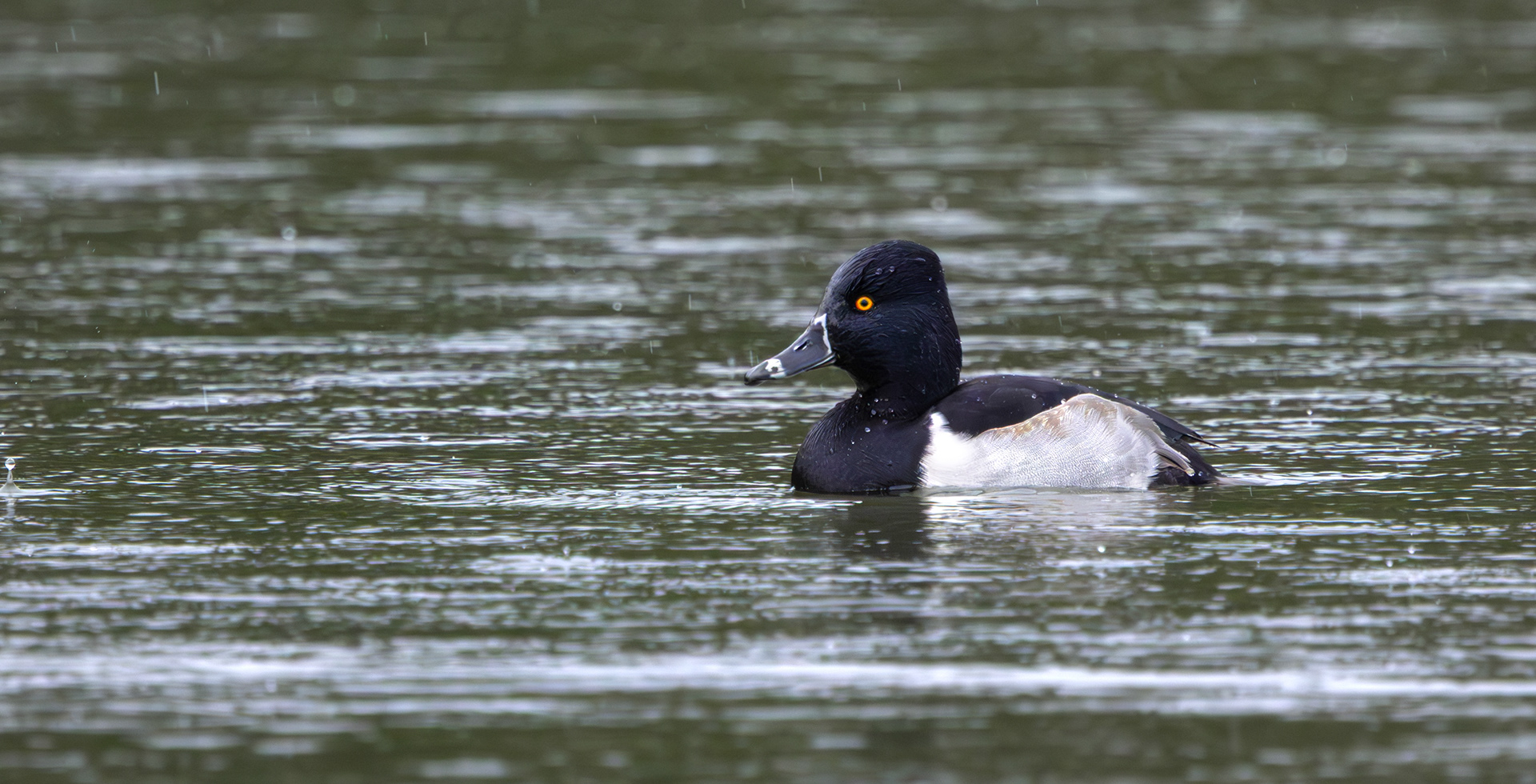 Ring-necked Duck, Shipley Country Park, Derbyshire