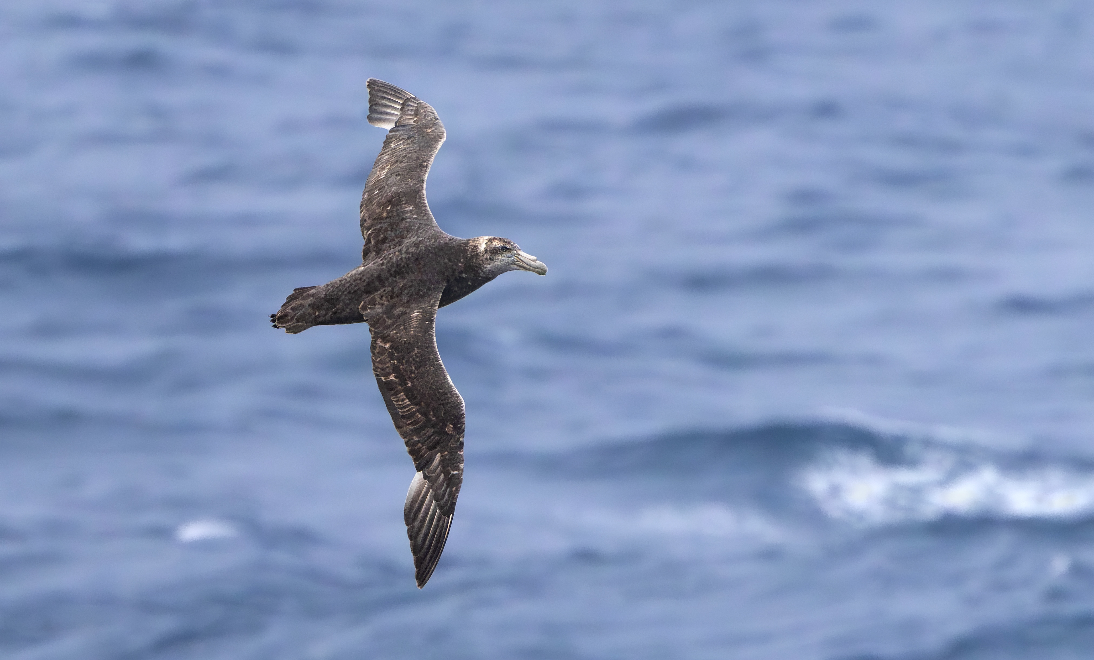 Northern Giant Petrel