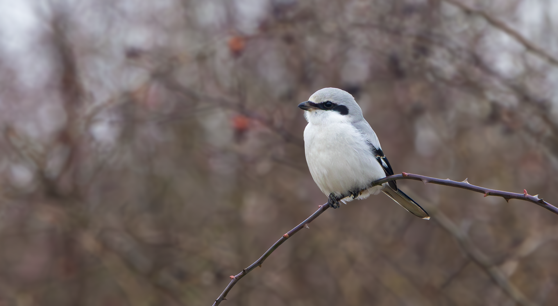 Great Grey Shrike, Fillingham, Lincolnshire