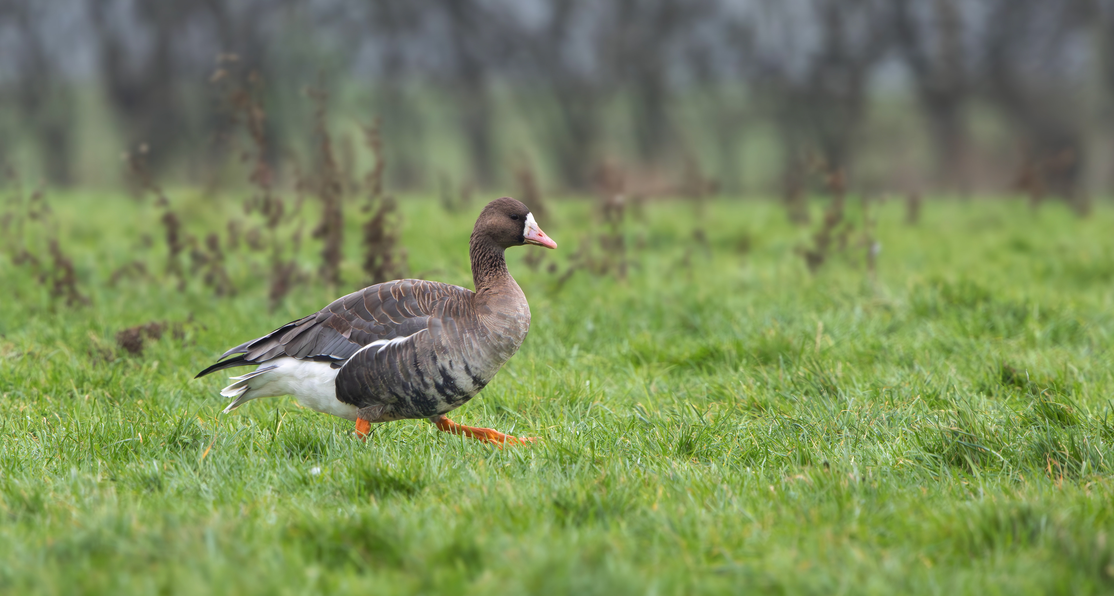 Russian White-fronted Goose, Stoke Bardolph, Nottinghamshire