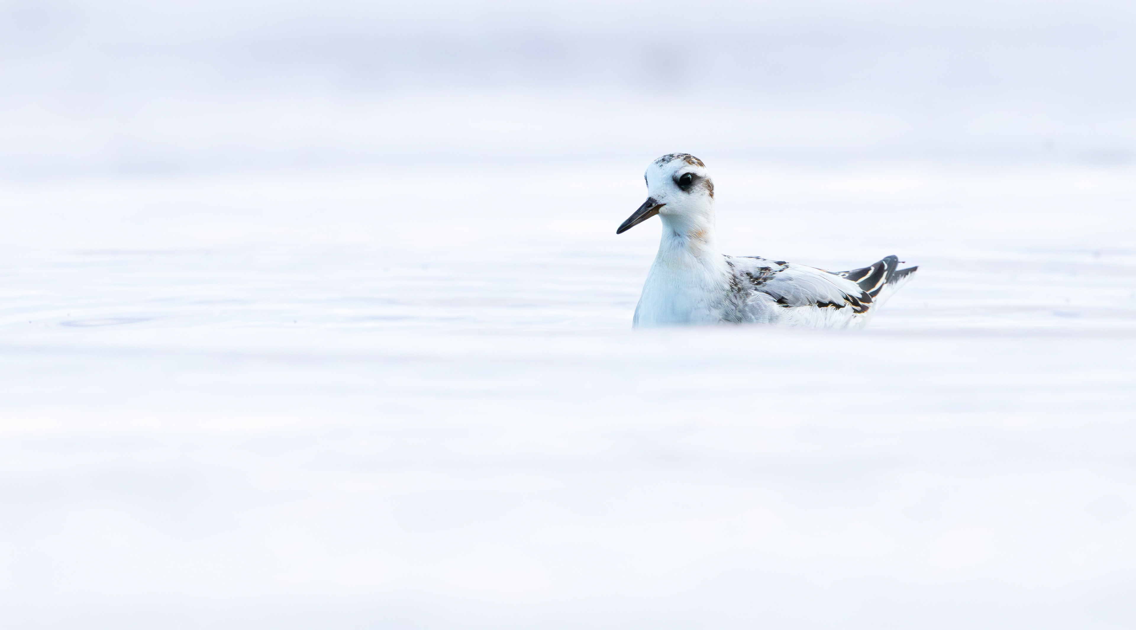 Grey Phalarope, Rutland Water, Leicestershire & Rutland
