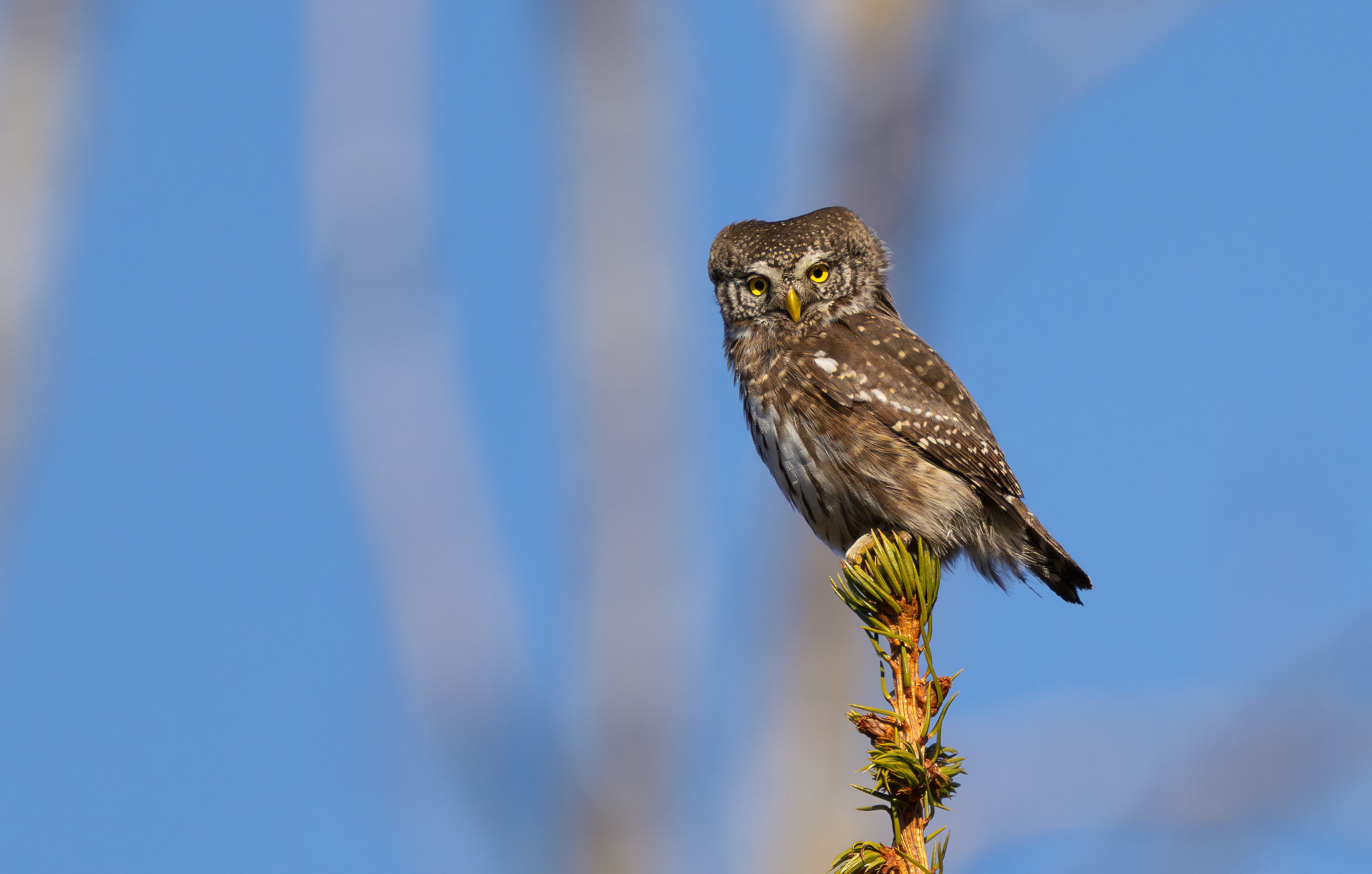 Eurasian Pygmy Owl