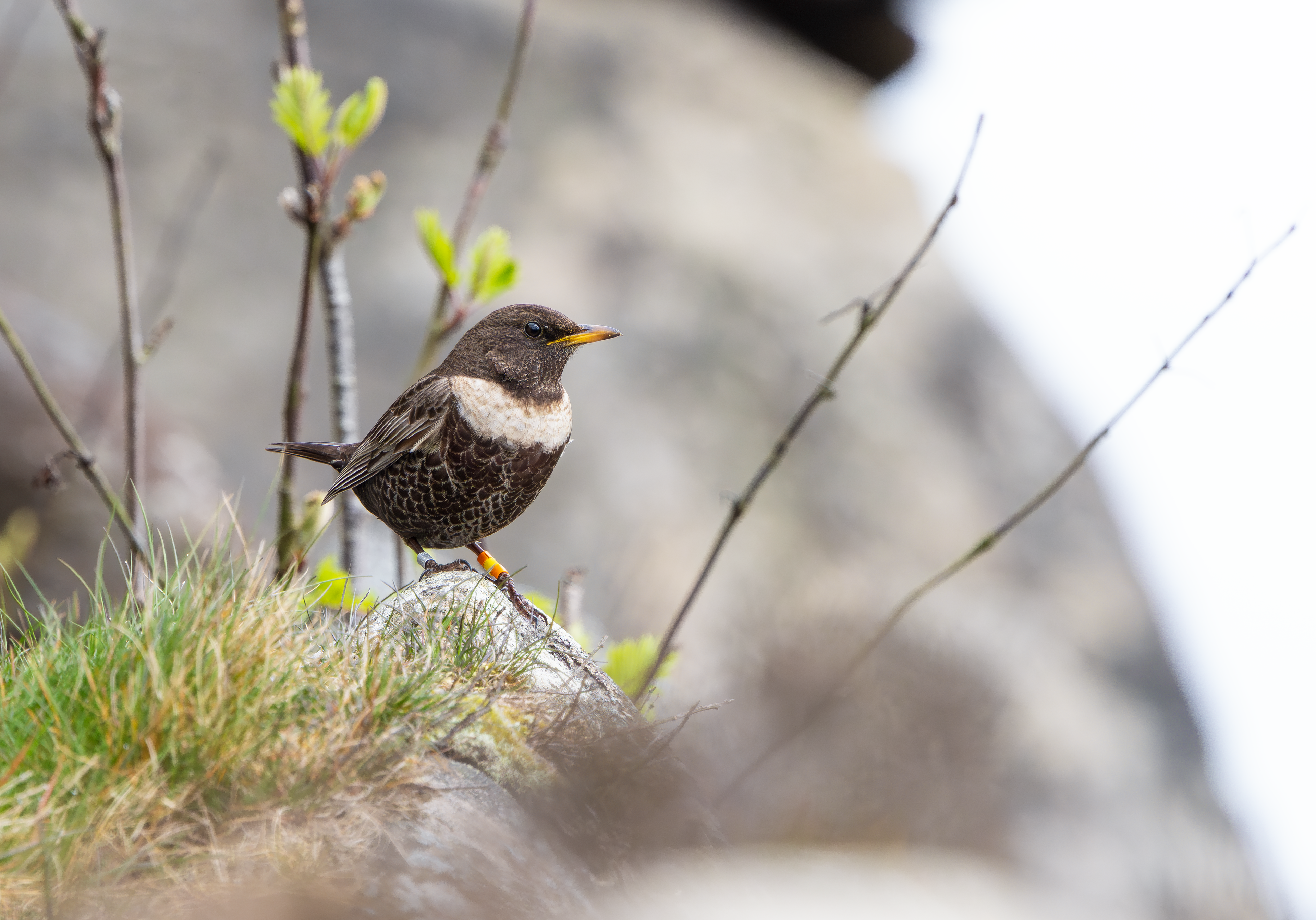 Ring Ouzel, Peak District, South Yorkshire