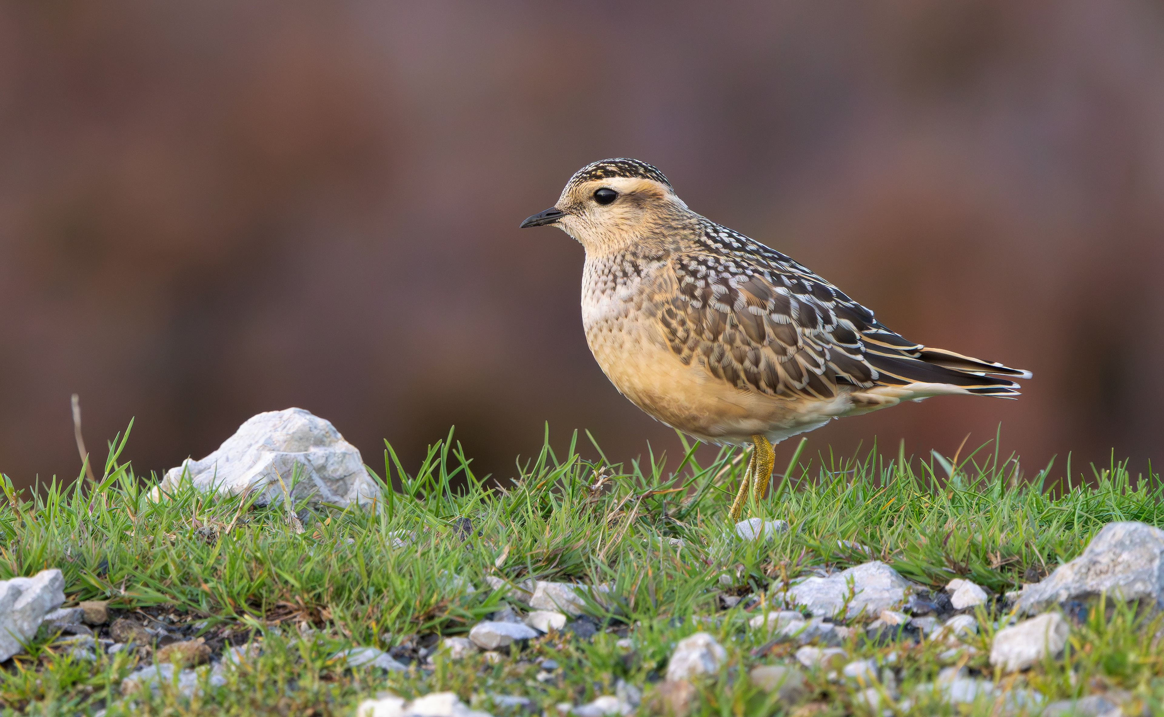 Eurasian Dotterel, Burbage Moor, South Yorkshire