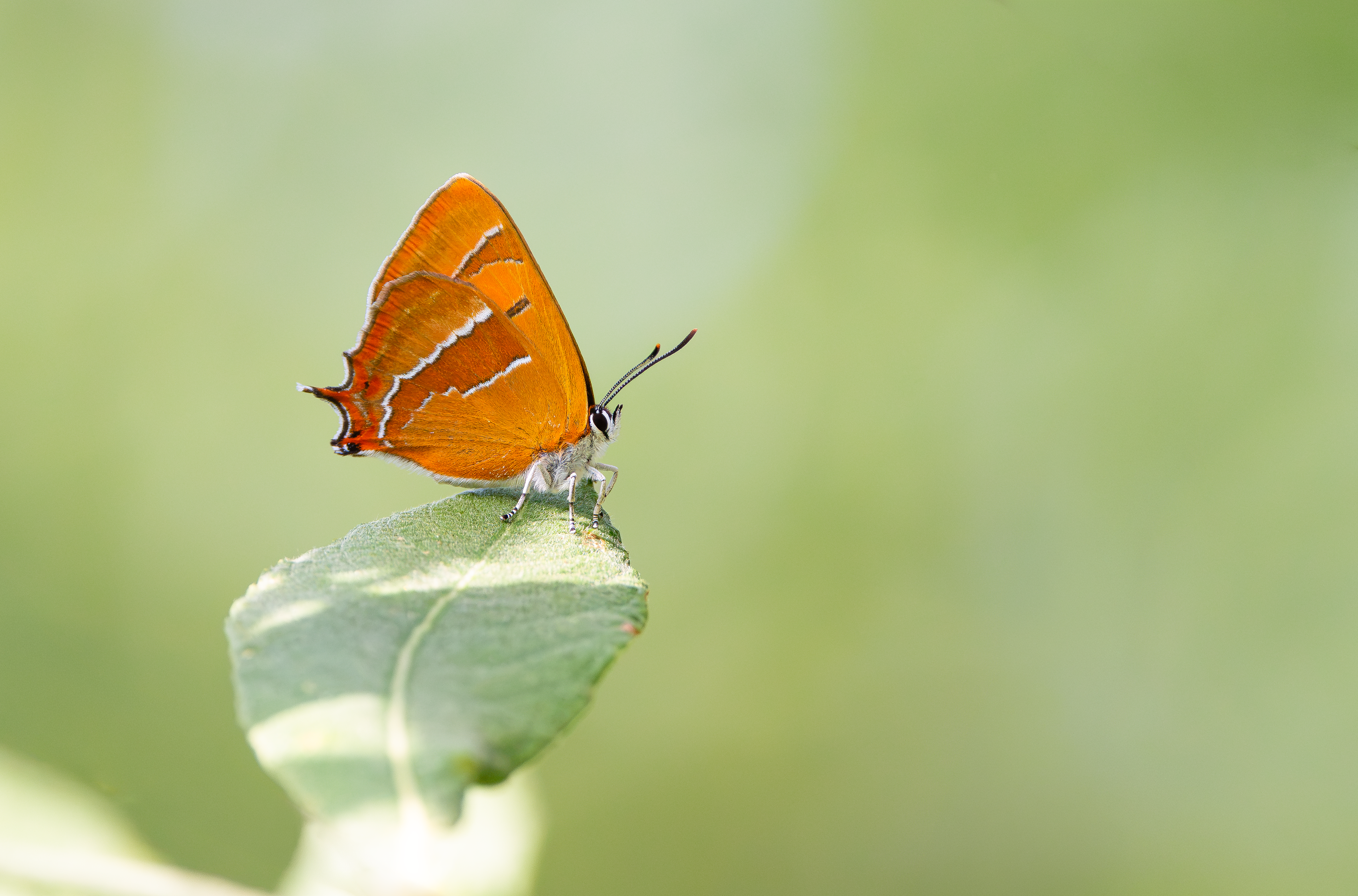 Brown Hairstreak, Otmoor RSPB, Oxfordshire