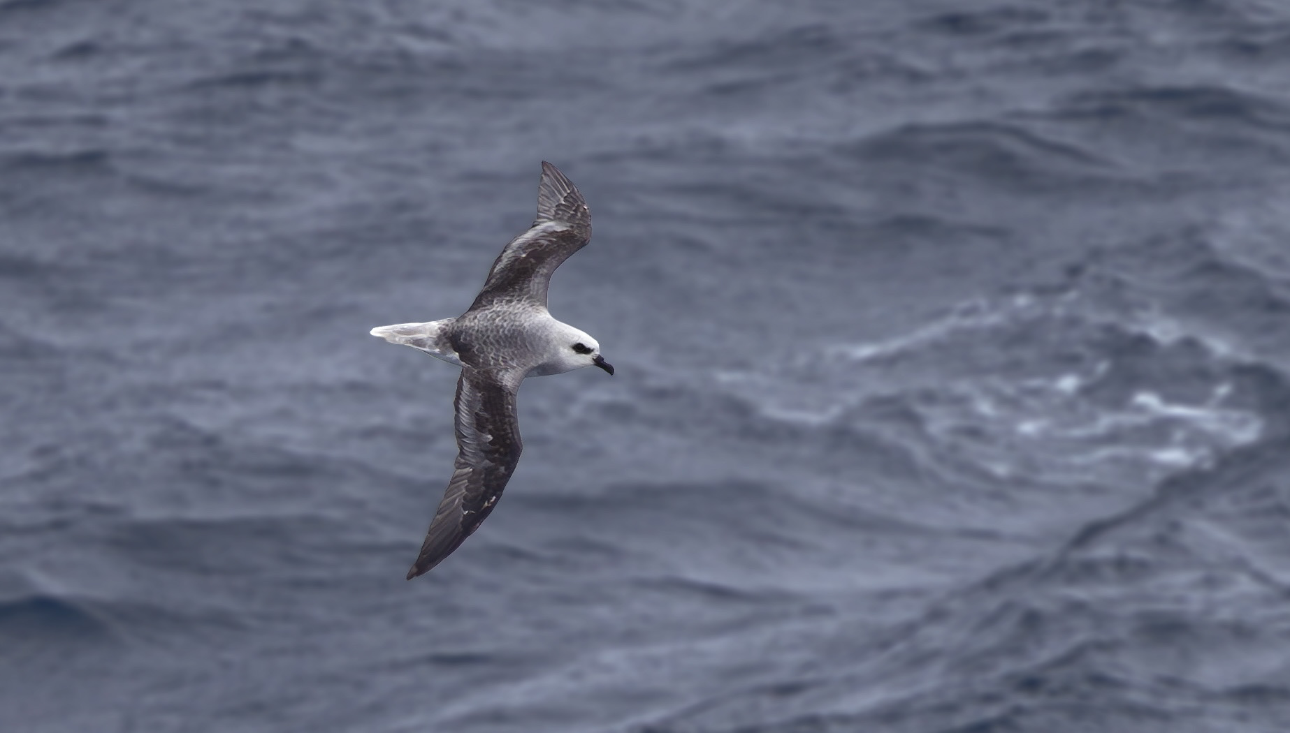 White-headed Petrel