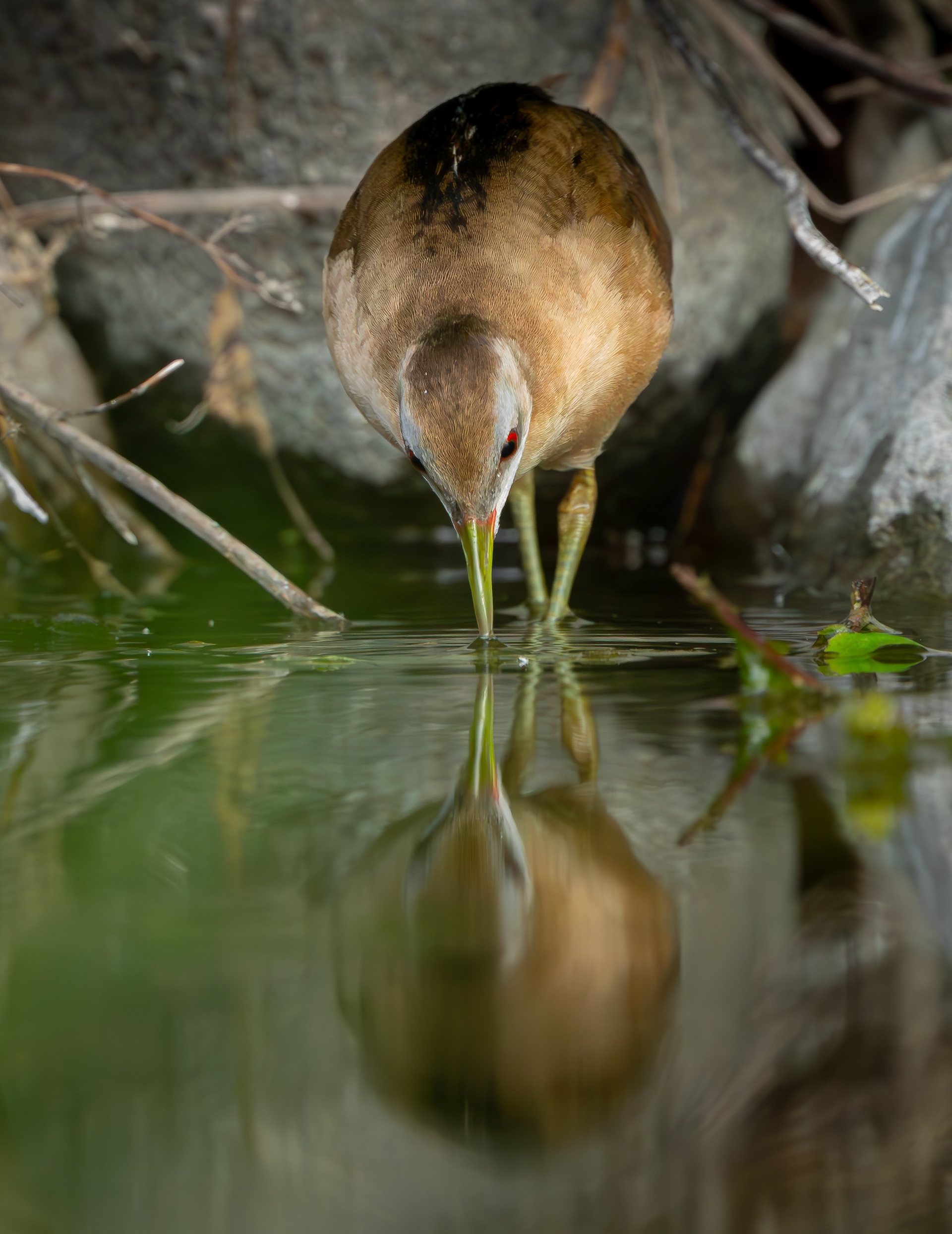 Little Crake