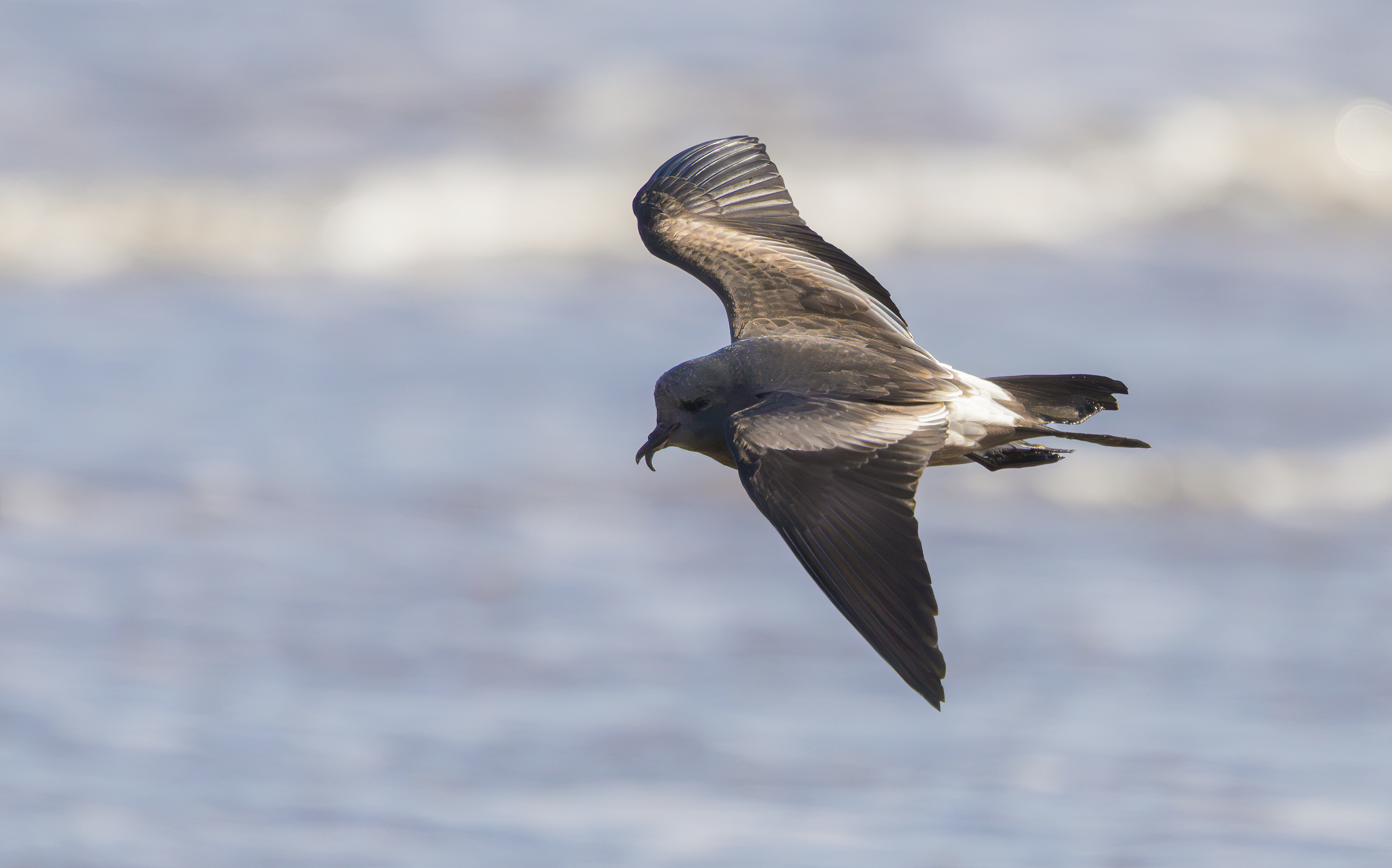 Leach's Storm Petrel, Wallasey, Cheshire