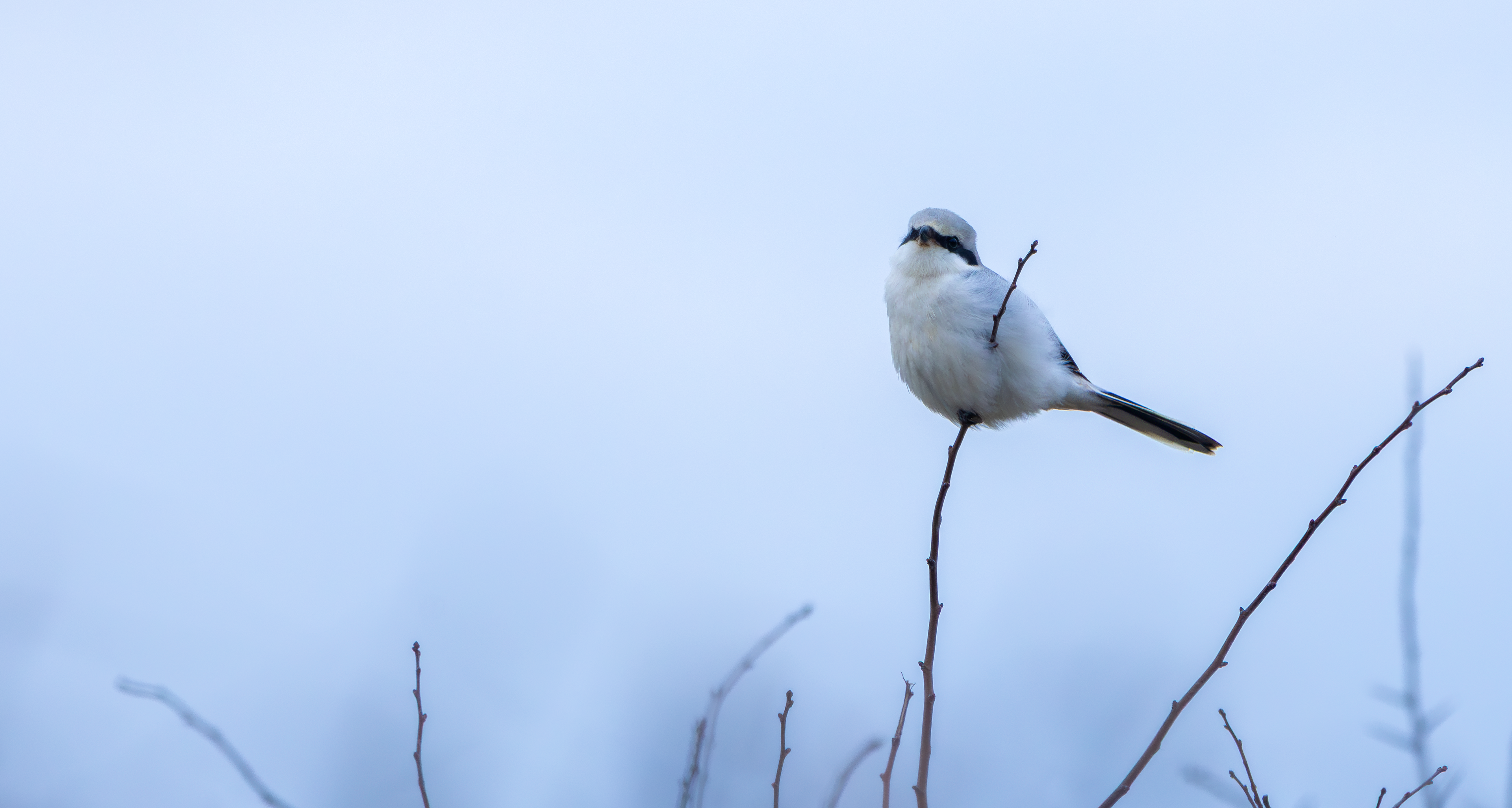 Great Grey Shrike, Fillingham, Lincolnshire