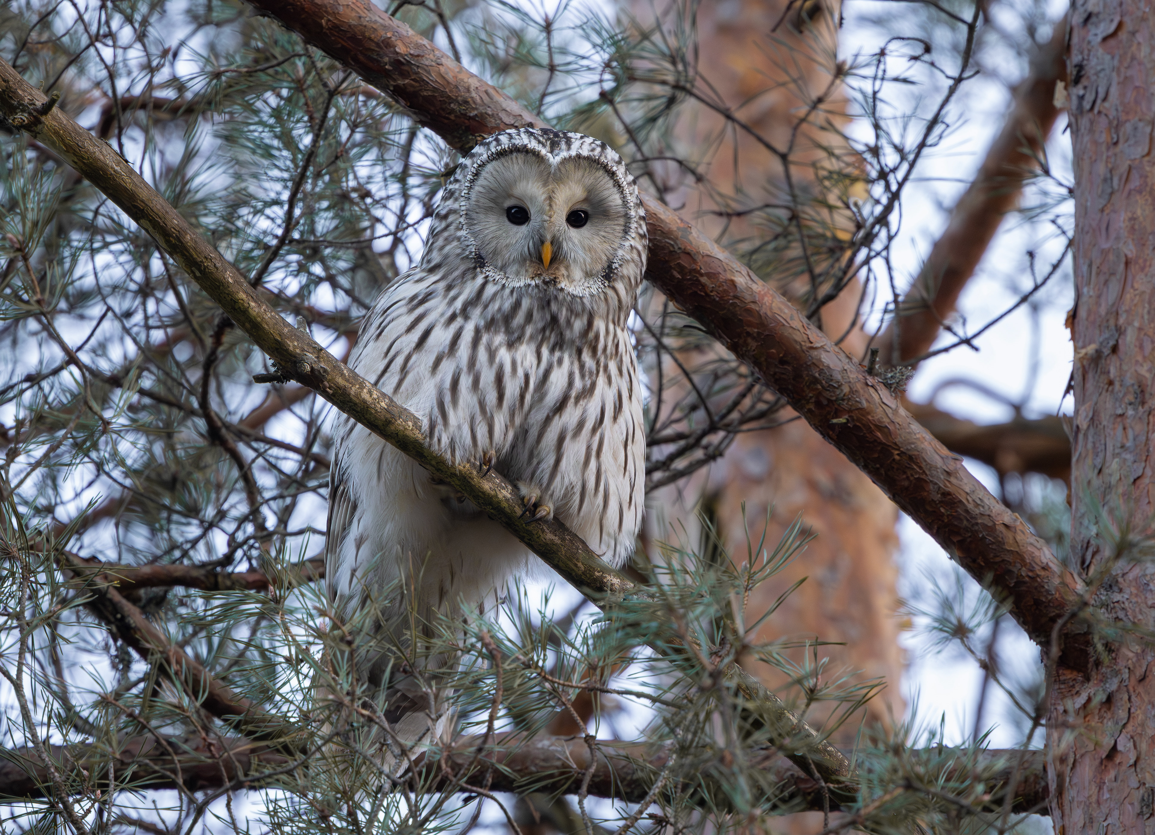 Ural Owl