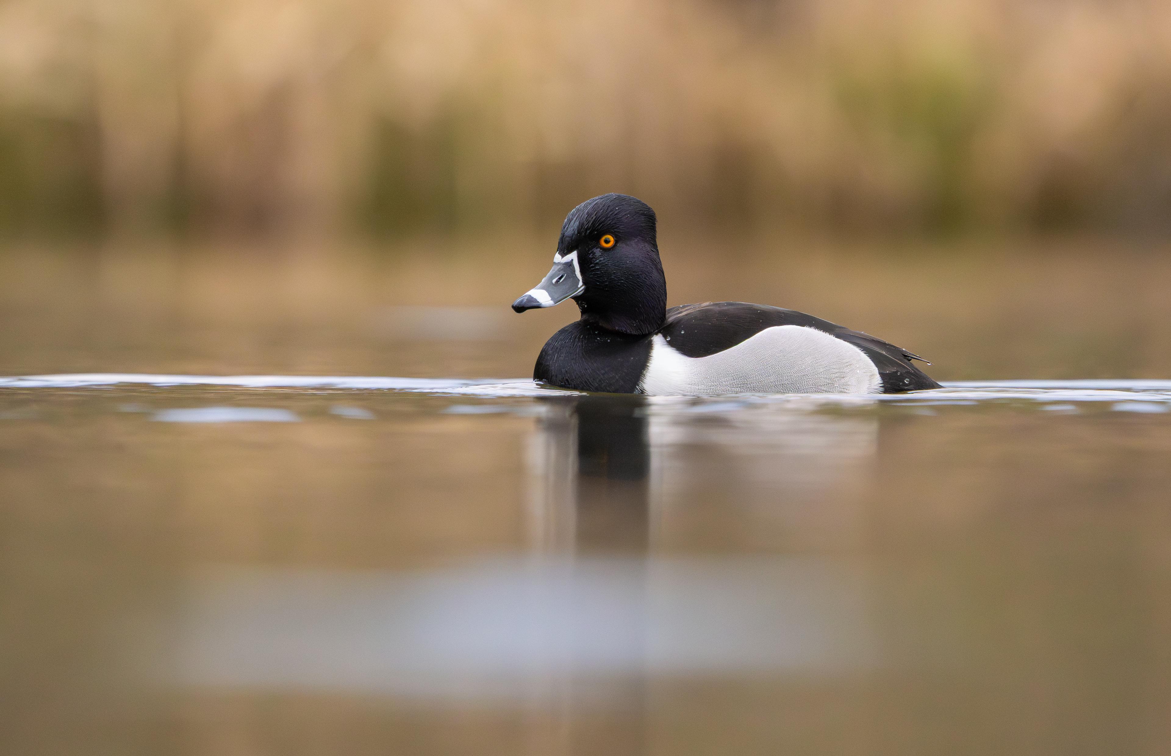 Ring-necked Duck, Codnor Park, Derbyshire