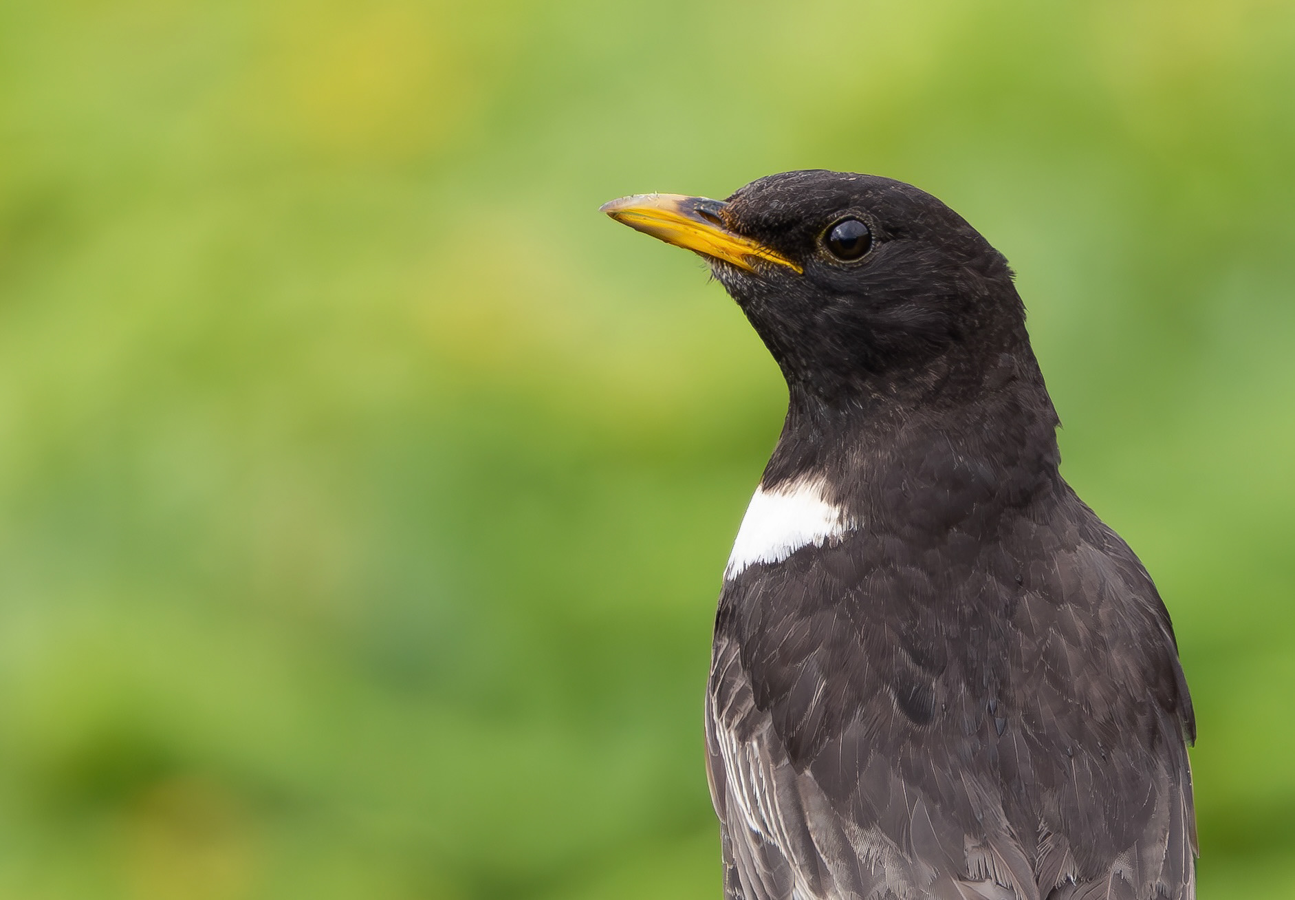 Ring Ouzel, Peak District