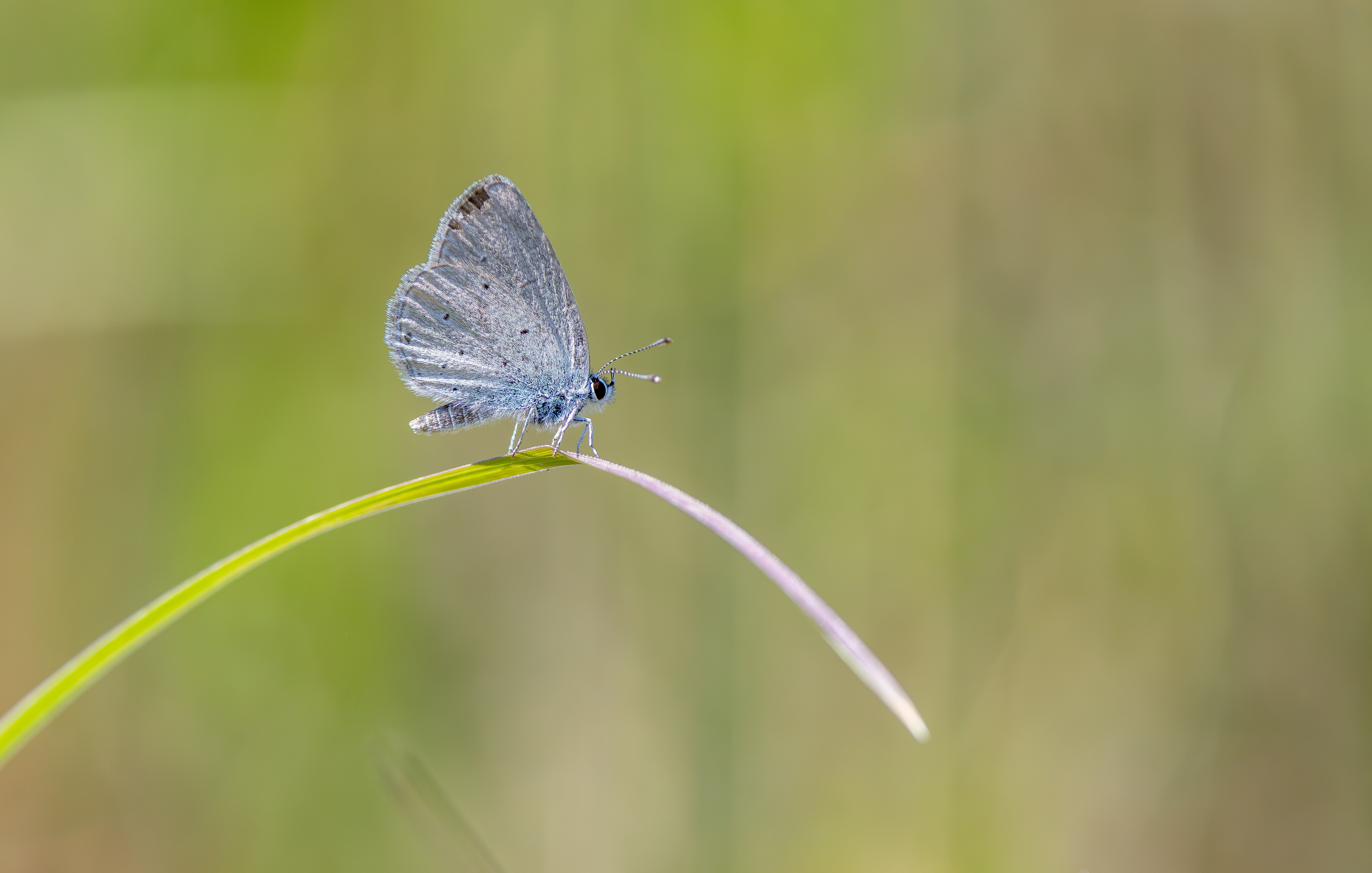 Small Blue, Pitstone Quarry, Buckinghamshire