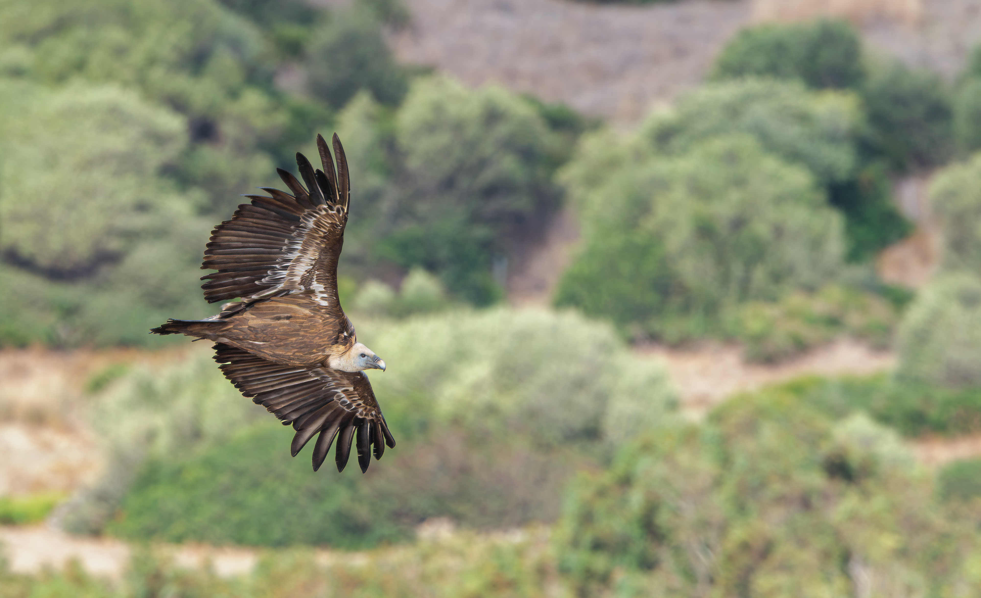 Eurasian Griffon, Cazalla Observatory