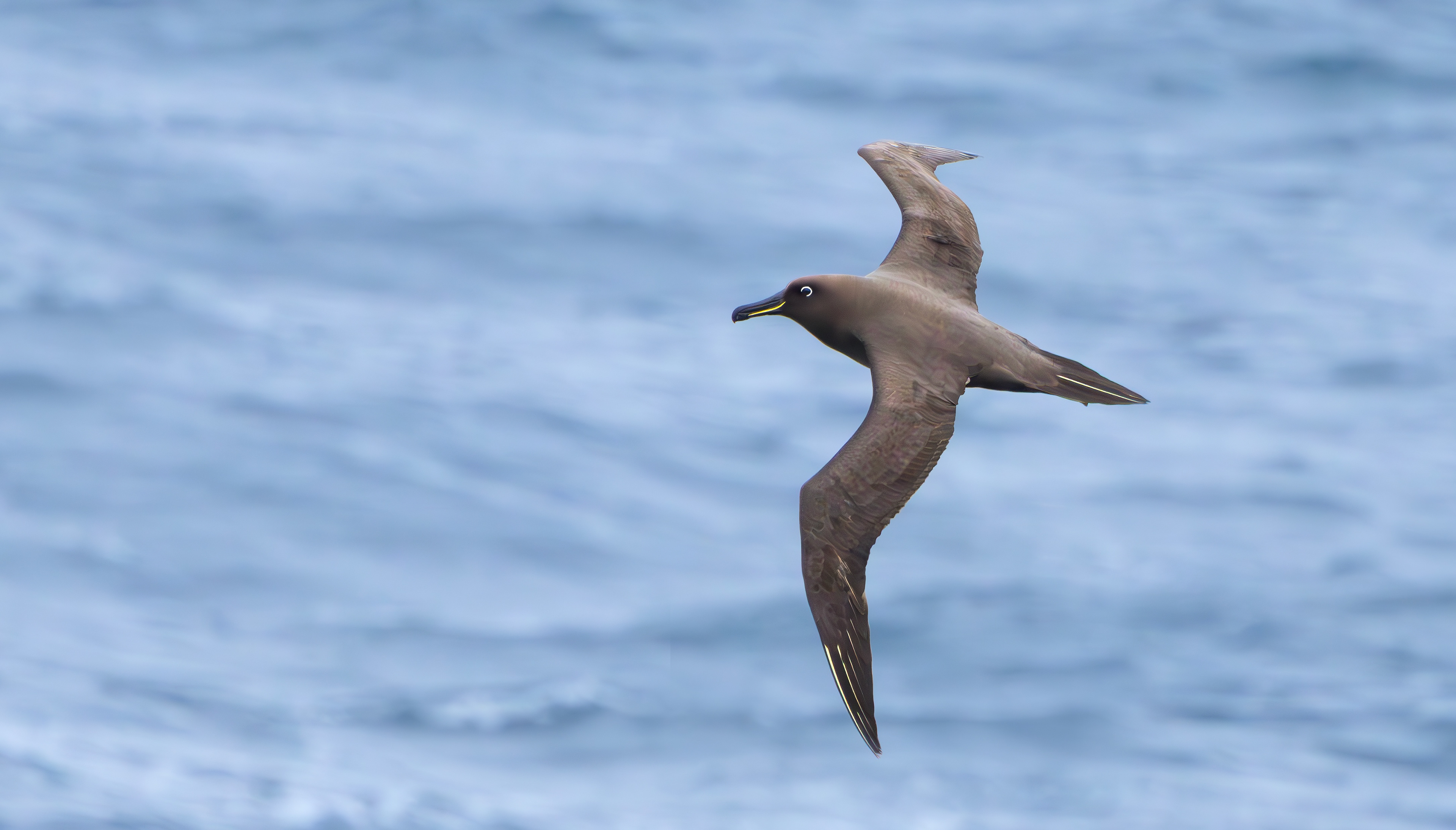 Sooty Albatross