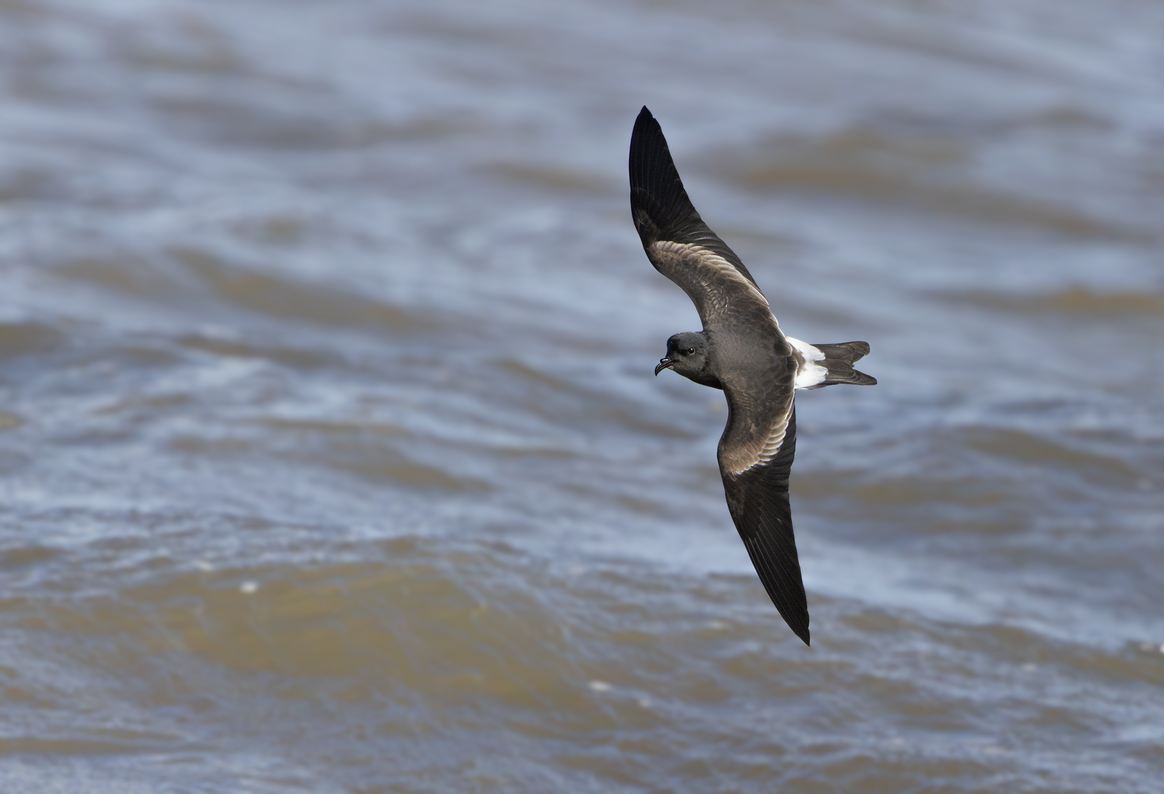 Leach's Storm Petrel, Wallasey, Cheshire