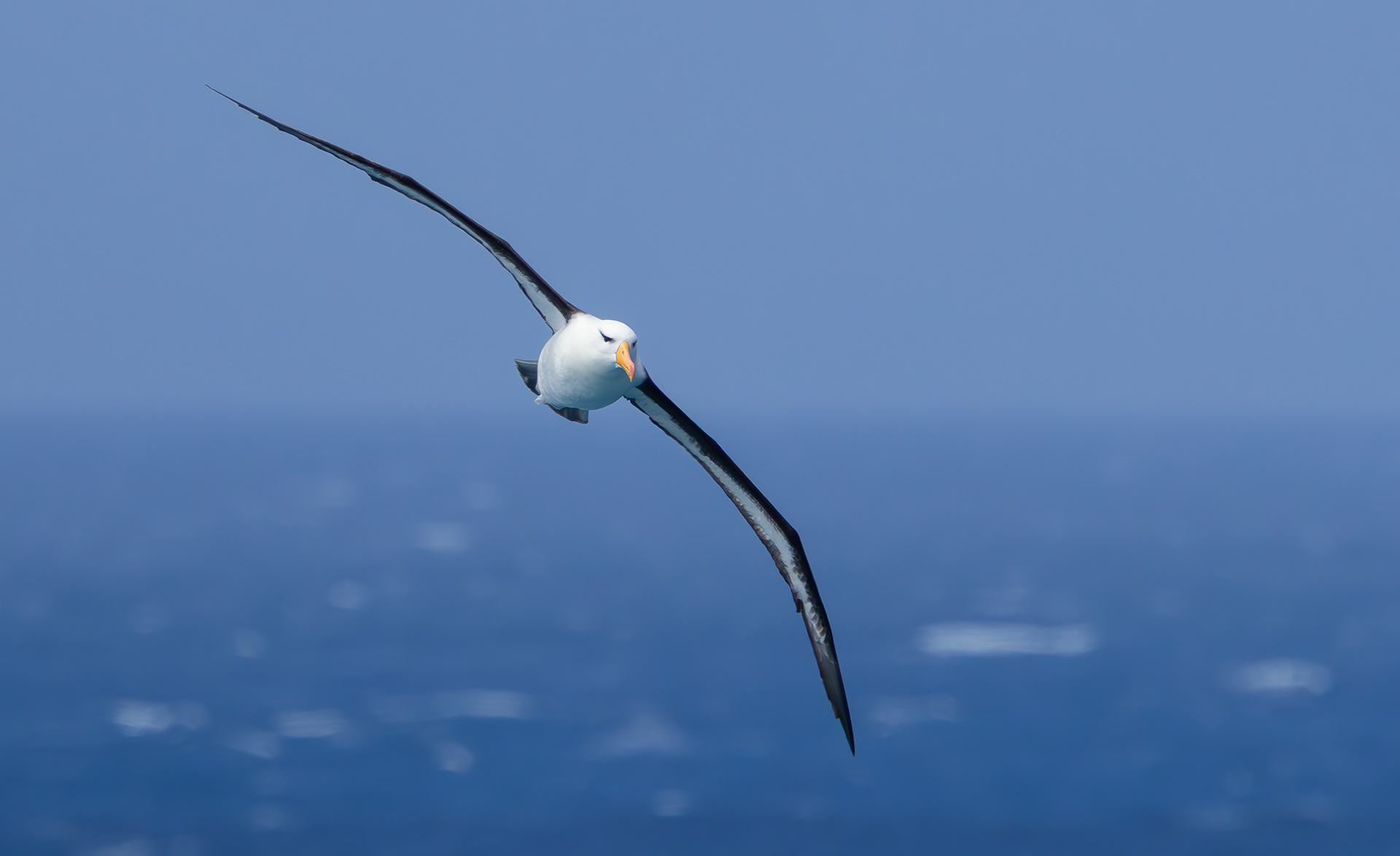 Black-browed Albatross