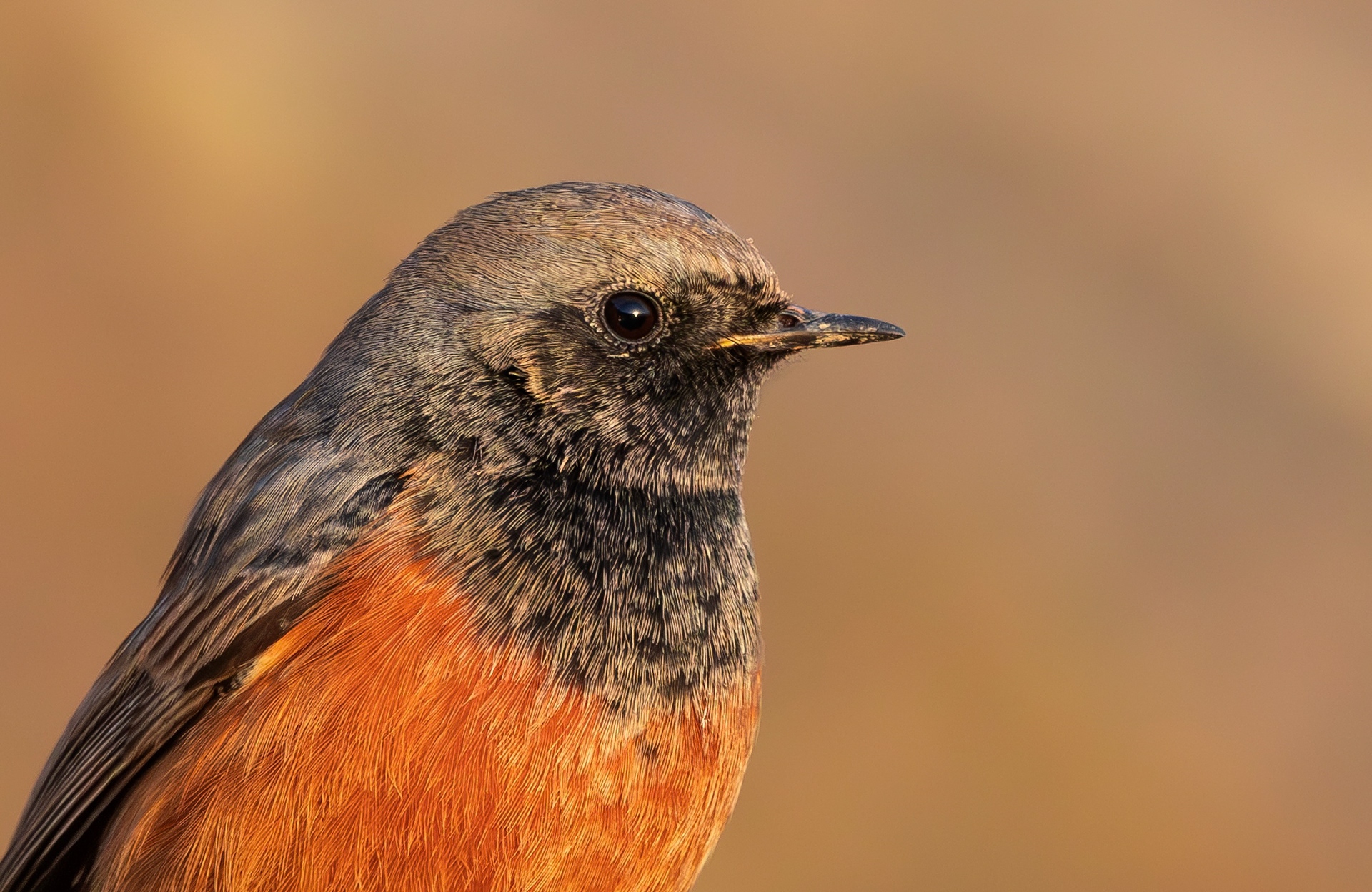 Eastern Black Redstart, Filey Brigg, North Yorkshire