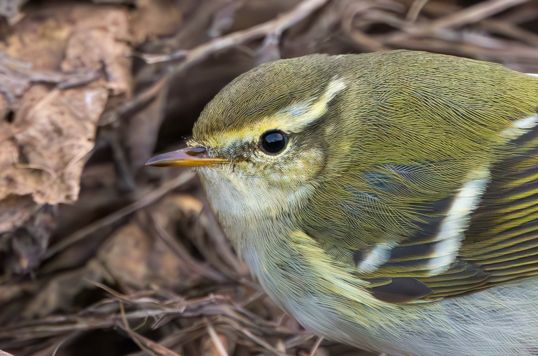 Yellow-browed Warbler, Hurley, Warwickshire